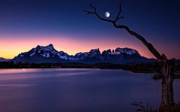 Earth Torres del Paine Mountains Mountain Night Tree Moon HD Wallpaper | Background Image