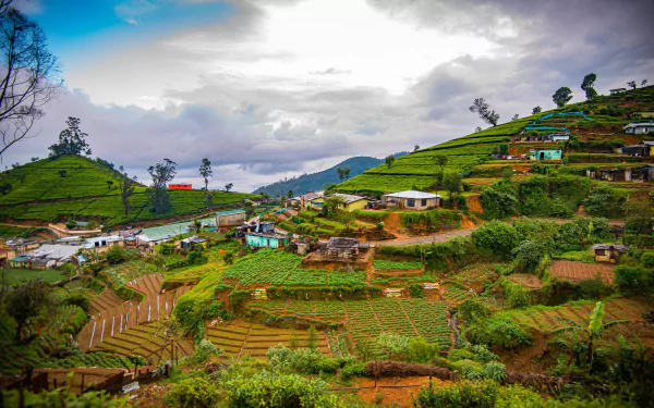 Sri Lanka man made tea plantation HD Desktop Wallpaper | Background Image