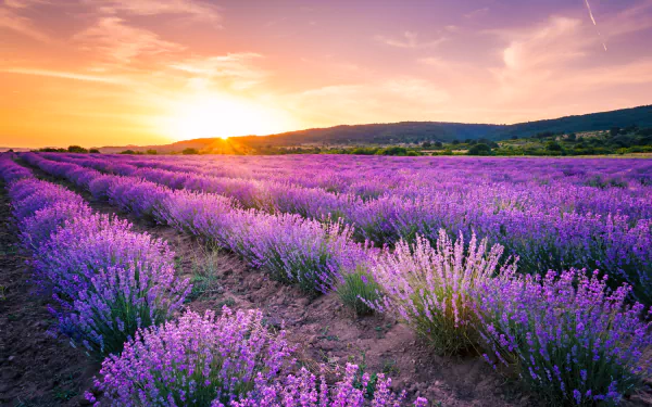 5K Ultra HD PC wallpaper: lavender field at sunset, rows of purple flowers under a warm summer sky with rolling hills in a serene nature scene.