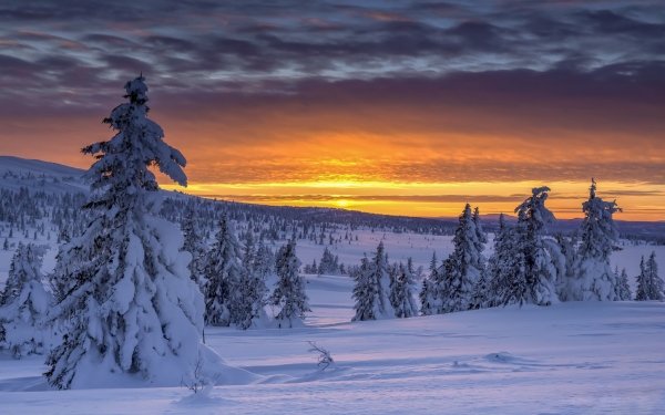 Nature Winter Norway Snow Landscape Sunrise HD Wallpaper | Background Image