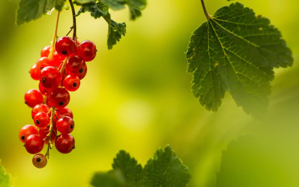 food currants HD Desktop Wallpaper | Background Image