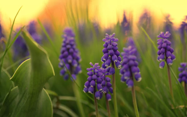 nature hyacinth HD Desktop Wallpaper | Background Image