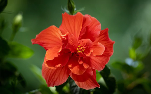 nature hibiscus HD Desktop Wallpaper | Background Image