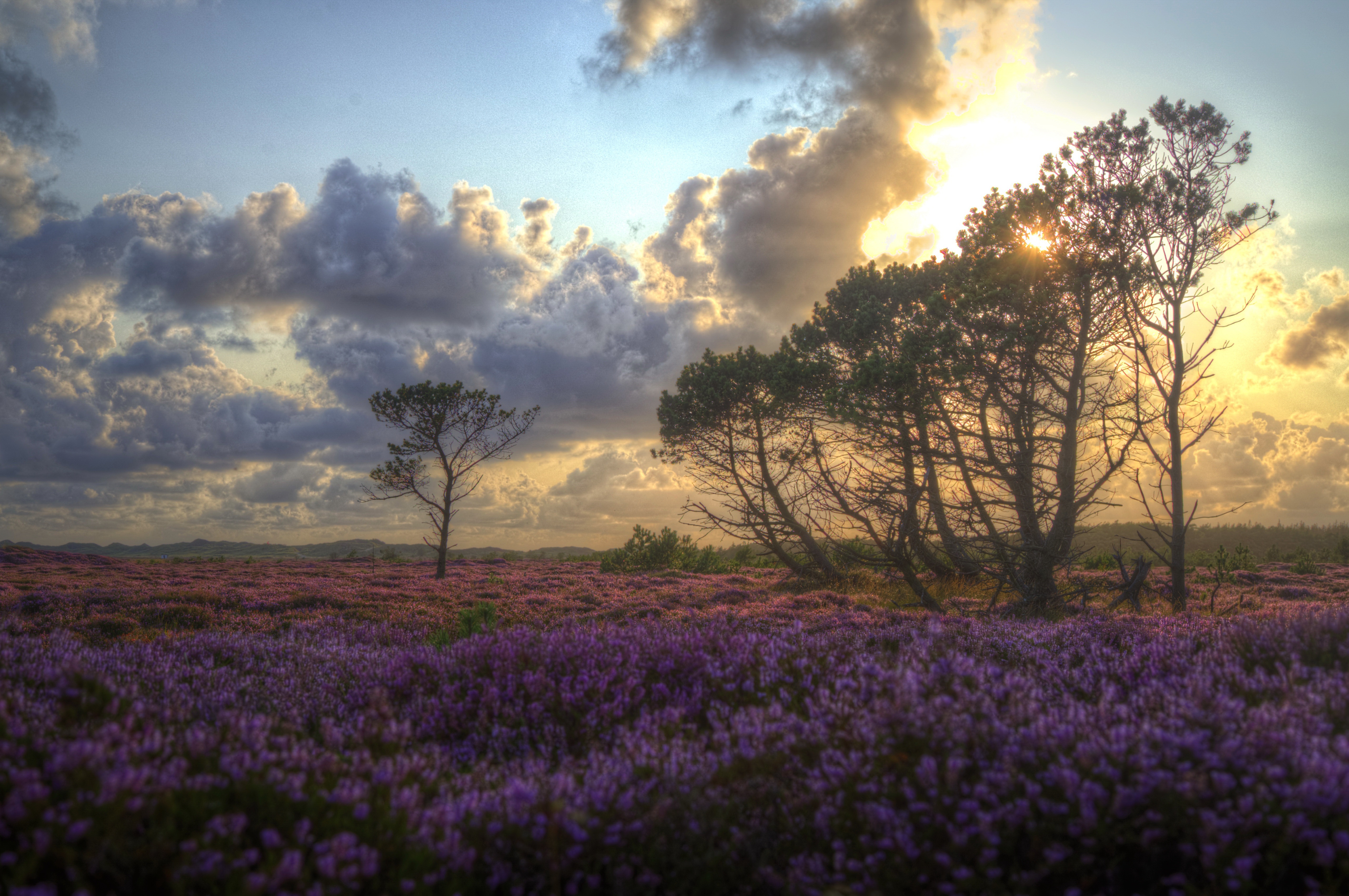 Download Cloud Flower Nature Landscape 4k Ultra HD Wallpaper
