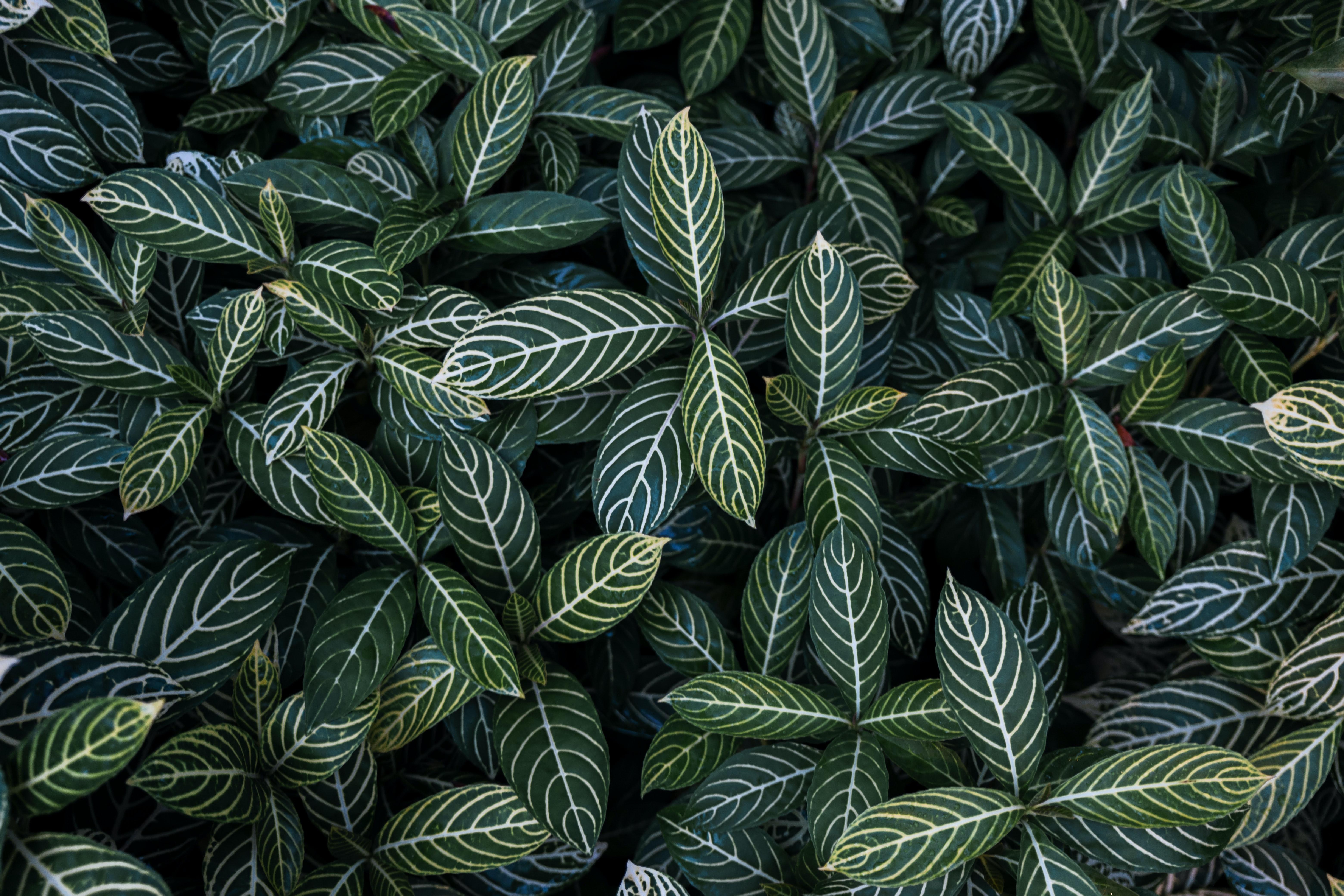 1500 Plant Wallpaper Pictures  Download Free Images on Unsplash