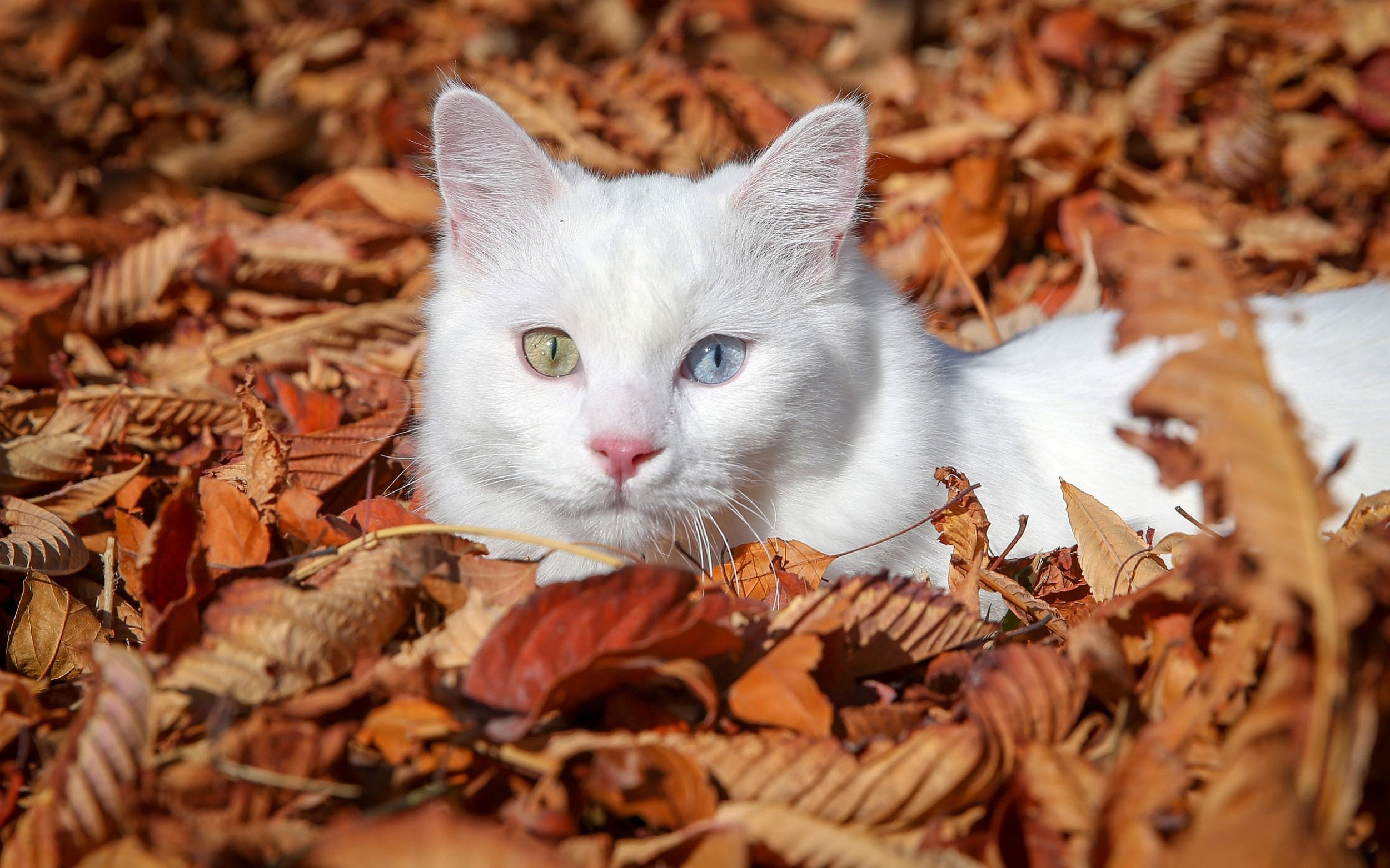 White Cat Laying in Autumn Leaves HD Wallpaper | Background Image