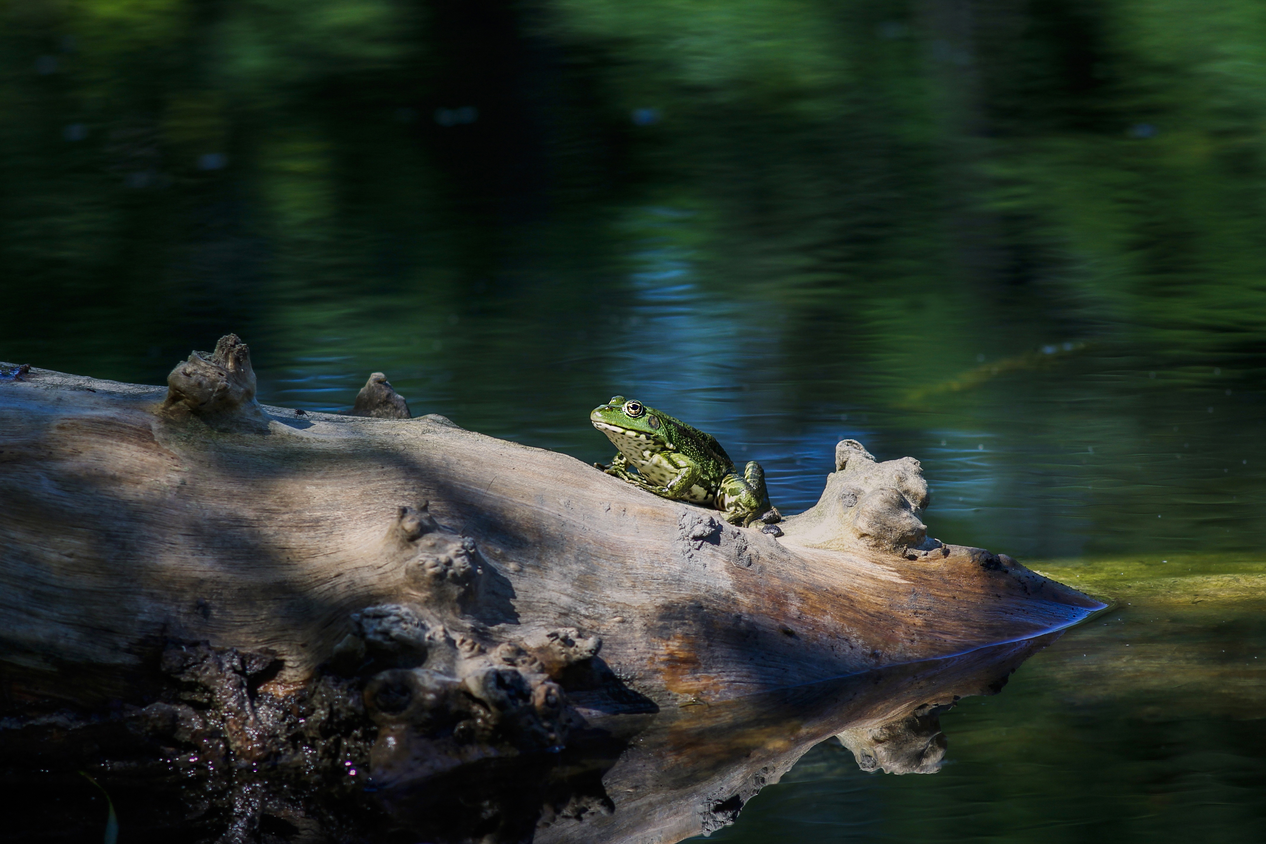 Download Animal Frog 4k Ultra HD Wallpaper