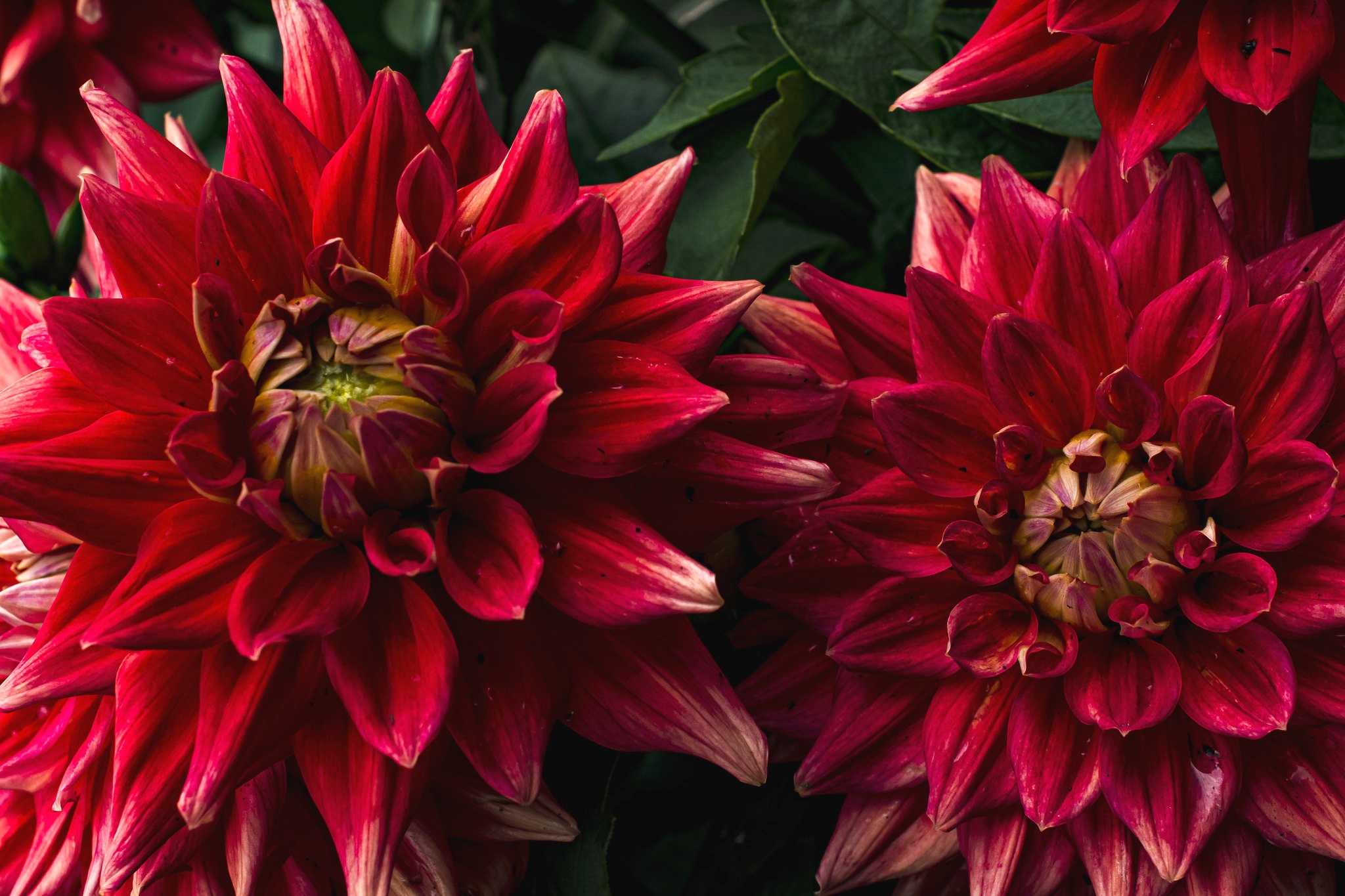 Nature Dahlia HD Wallpaper