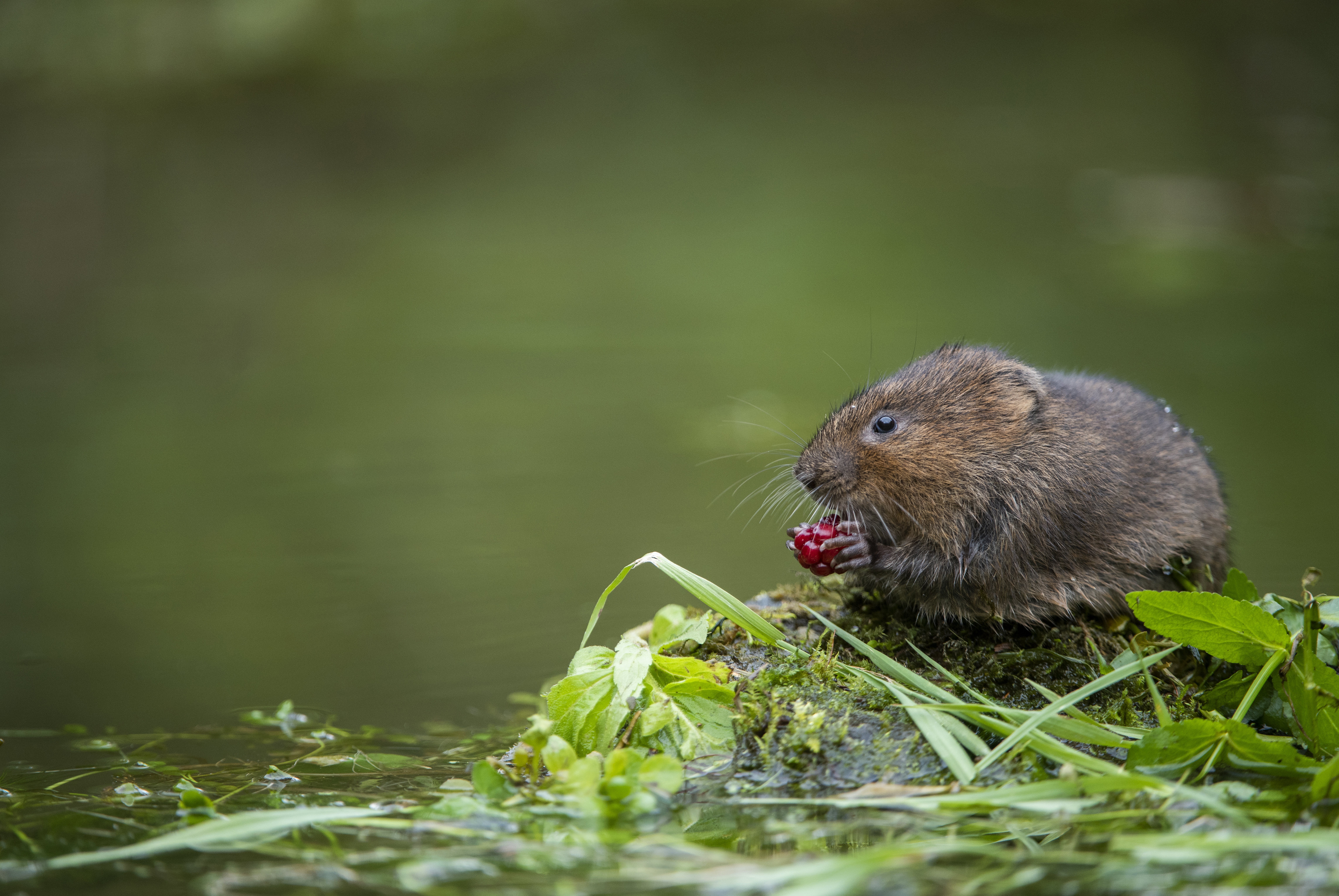 The European water vole or northern water vole, is a semi-aquatic rodent. by Ben Andrew