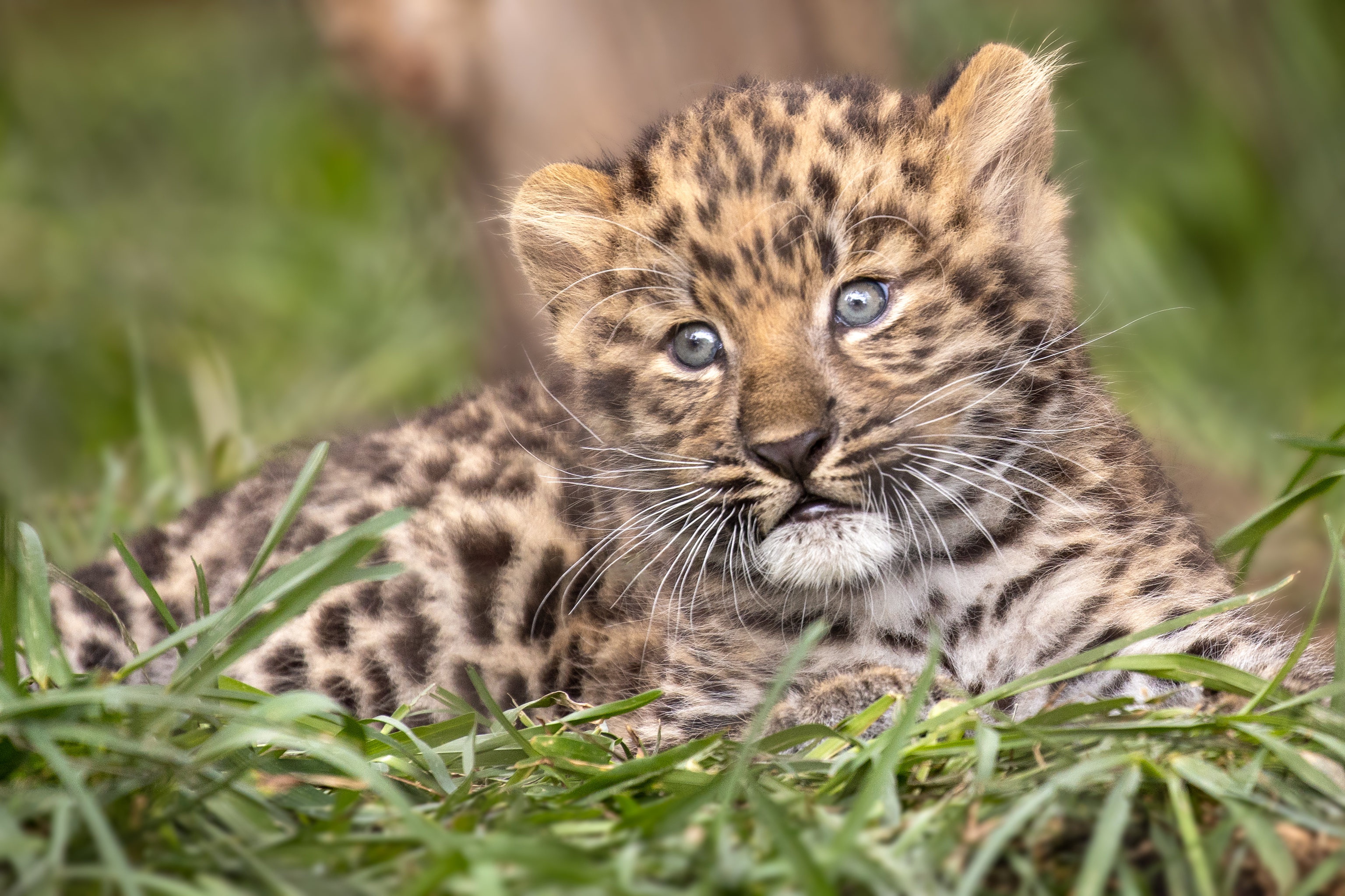 Download Cub Grass Animal Leopard Hd Wallpaper