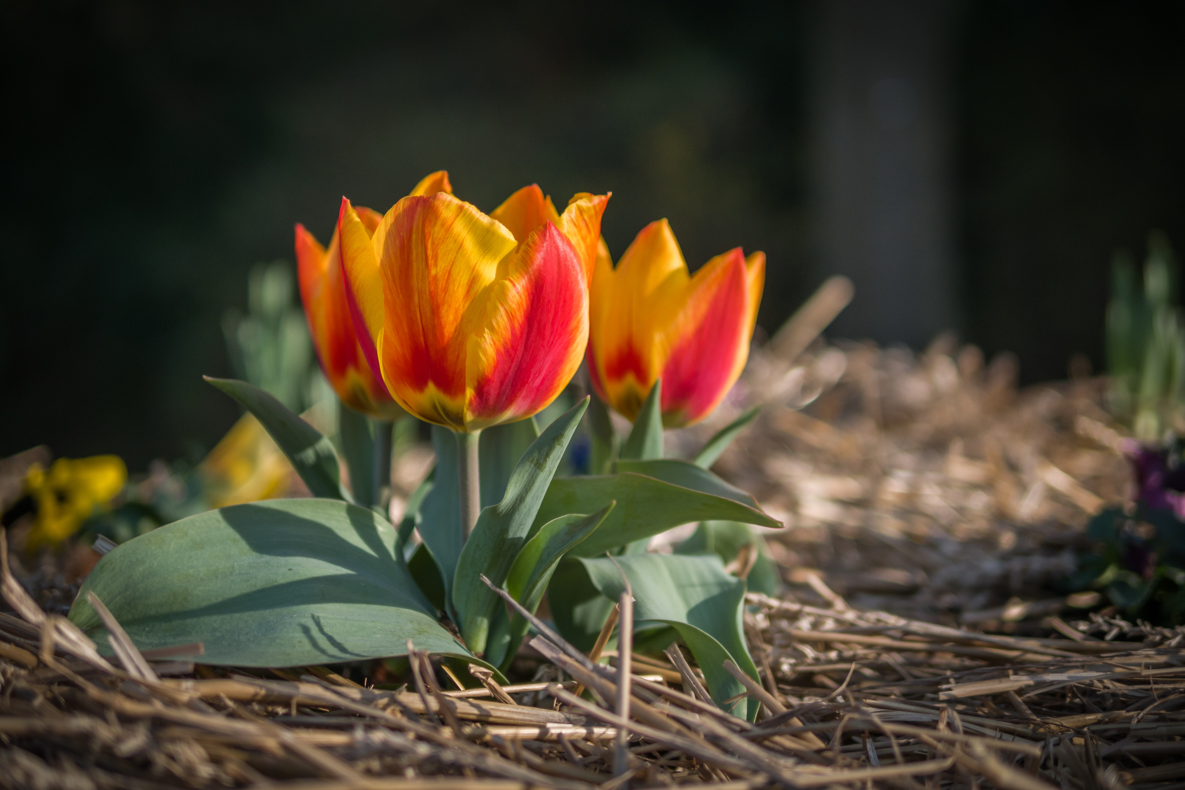 Download Spring Flower Nature Tulip 4k Ultra HD Wallpaper