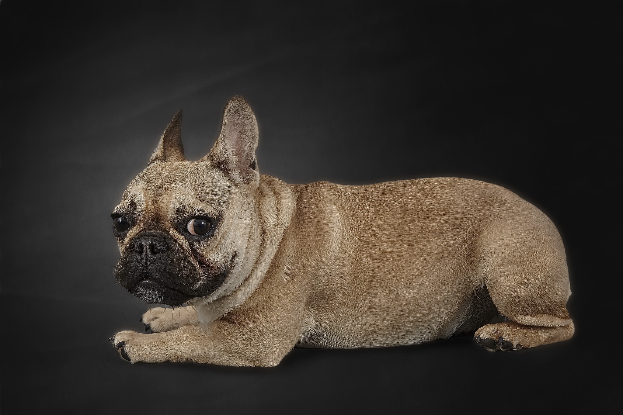 Download Dog Animal French Bulldog HD Wallpaper