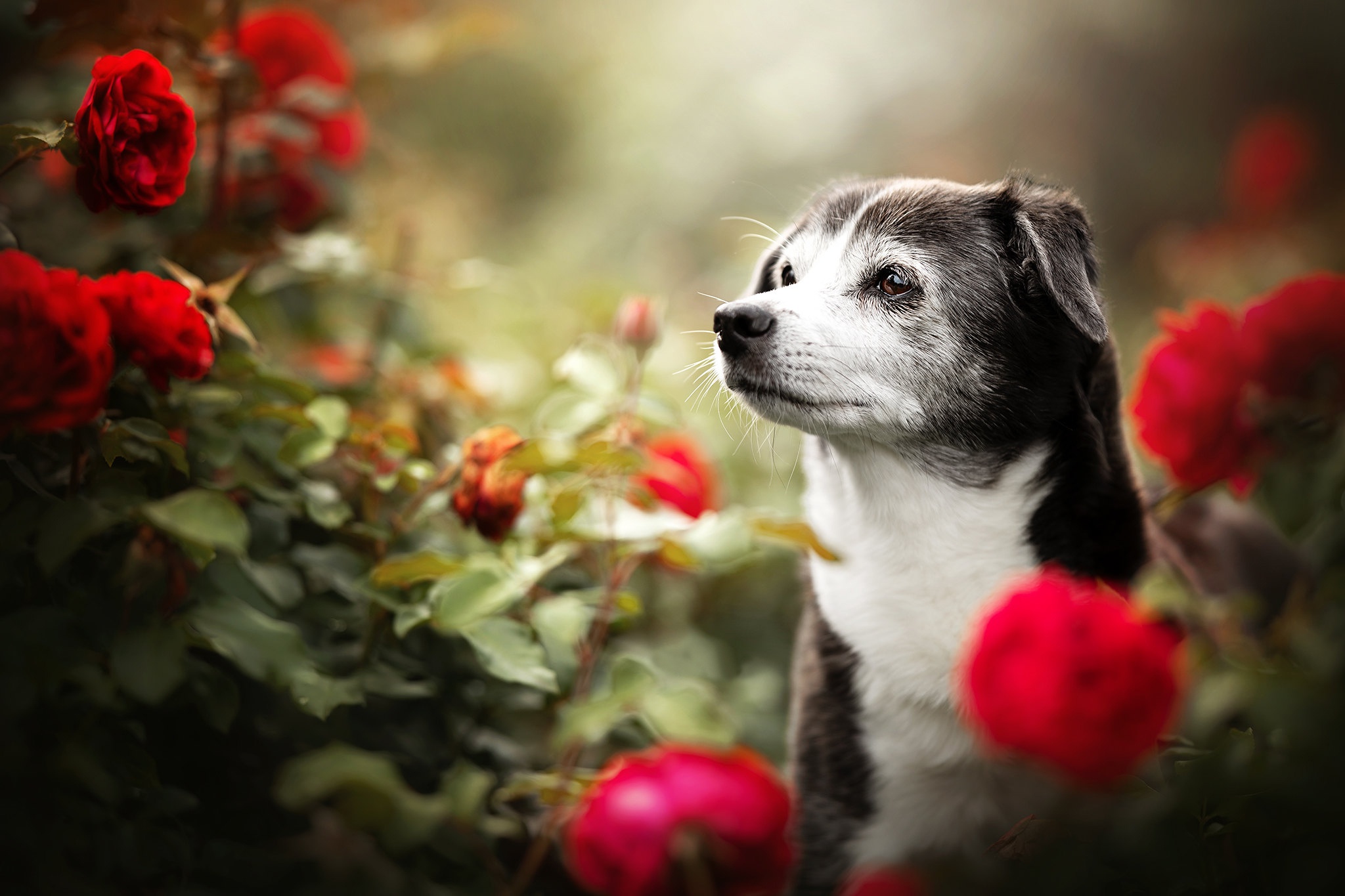 Köpek HD Duvar kağıdı Arka plan 2048x1365 ID1097337 Wallpaper