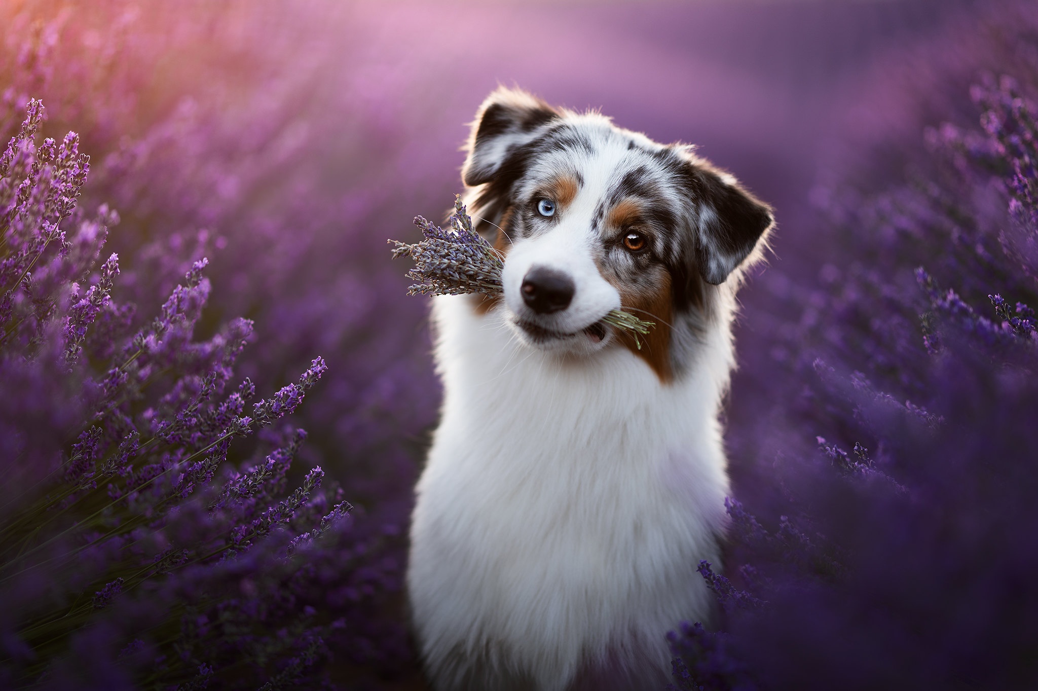 Australian Shepherd HD Wallpaper