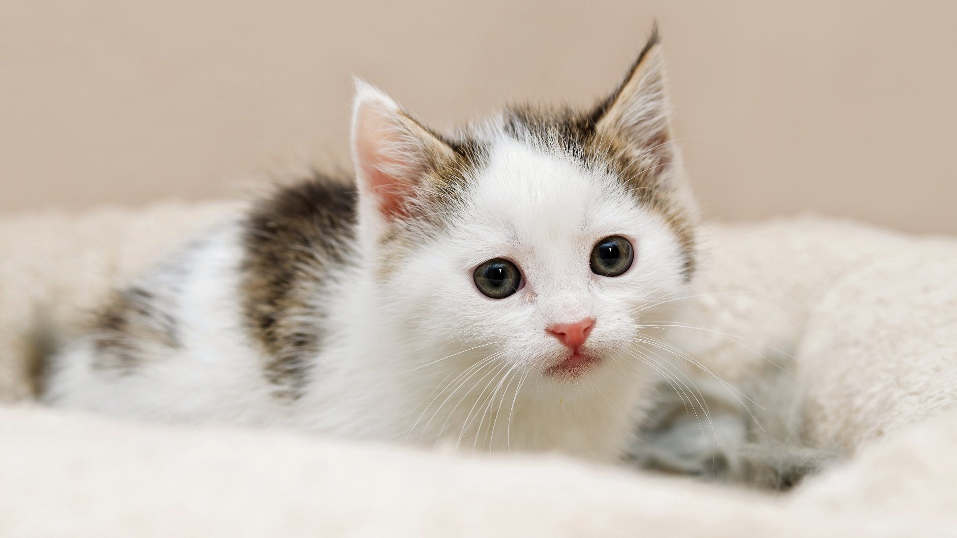 4k-ultra-hd-adorable-kitten-close-up-stunning-cat-wallpaper