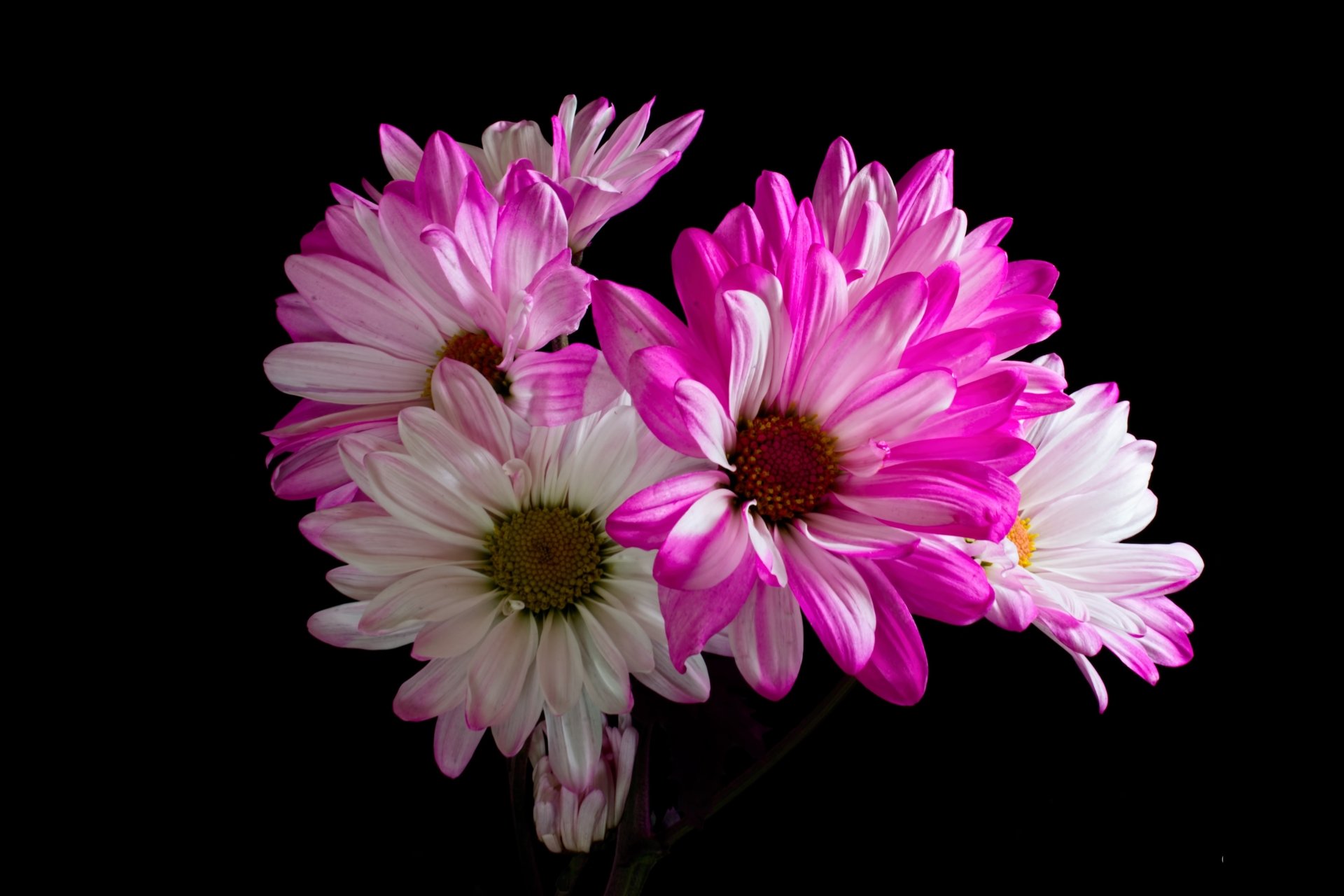 Download Flower Nature Chrysanthemum 4k Ultra HD Wallpaper