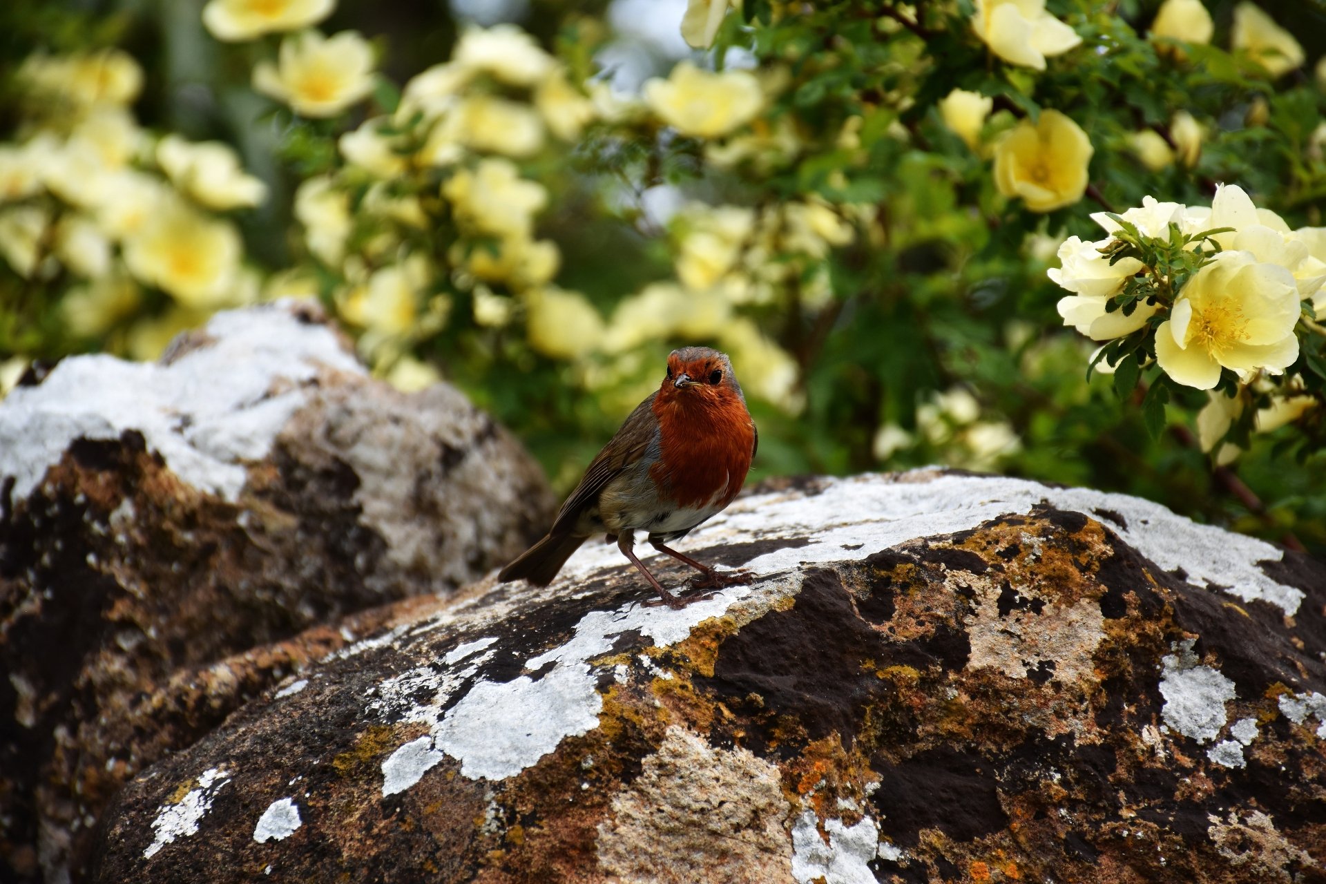 Download Animal Robin 4k Ultra HD Wallpaper