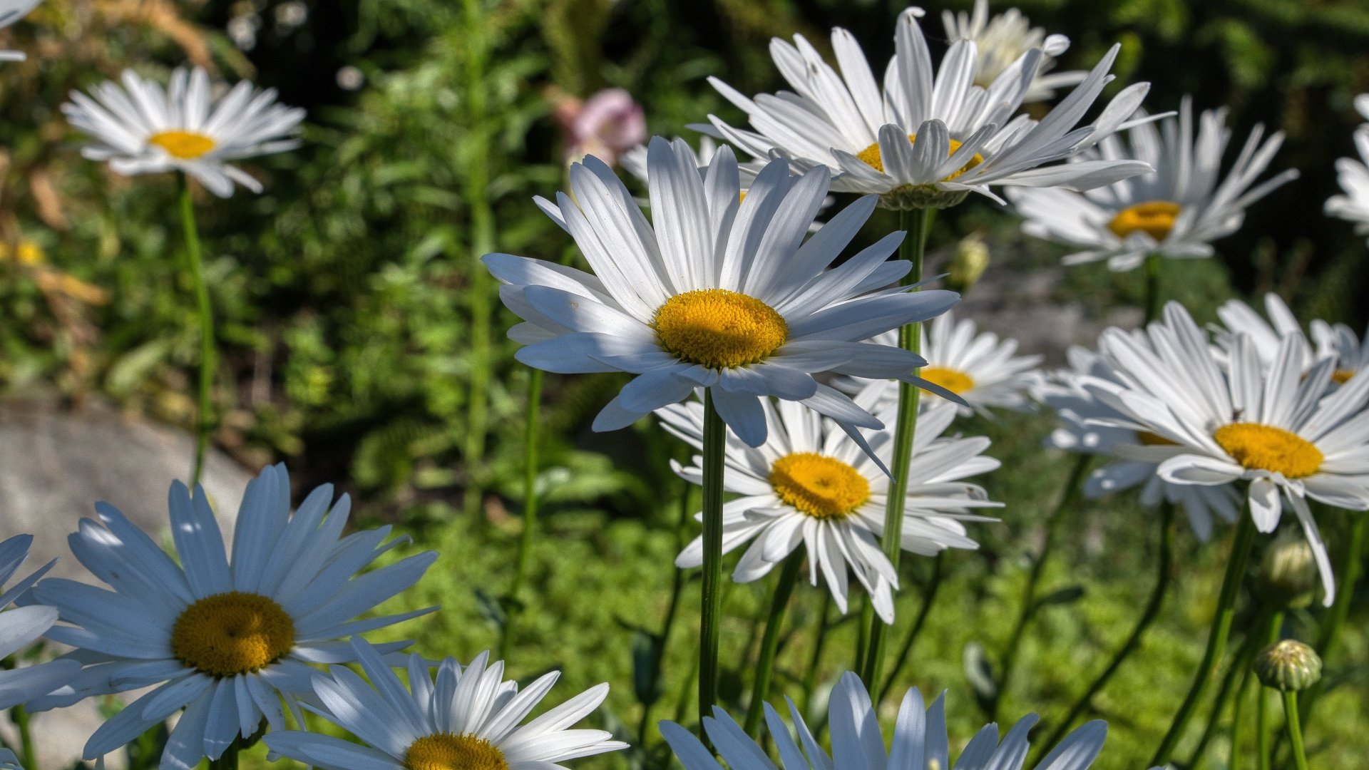 Download Nature Chamomile 4k Ultra HD Wallpaper