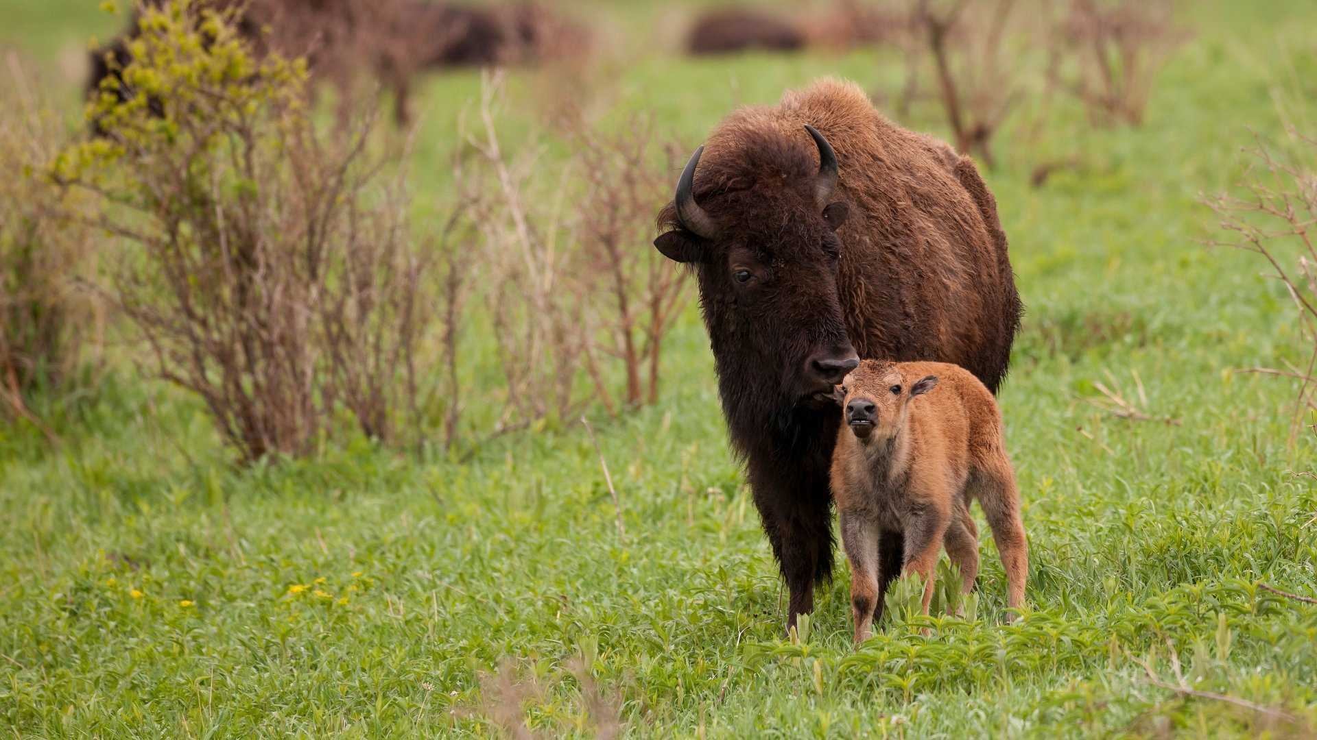 4K Ultra HD PC desktop wallpaper of an American bison and calf walking together through a green meadow.