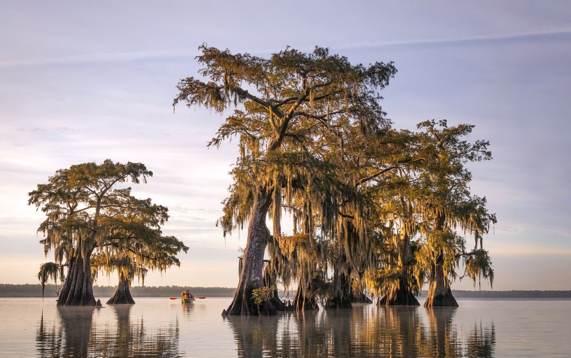 Download Boat Swamp Tree Cypress Louisiana Photography Landscape HD