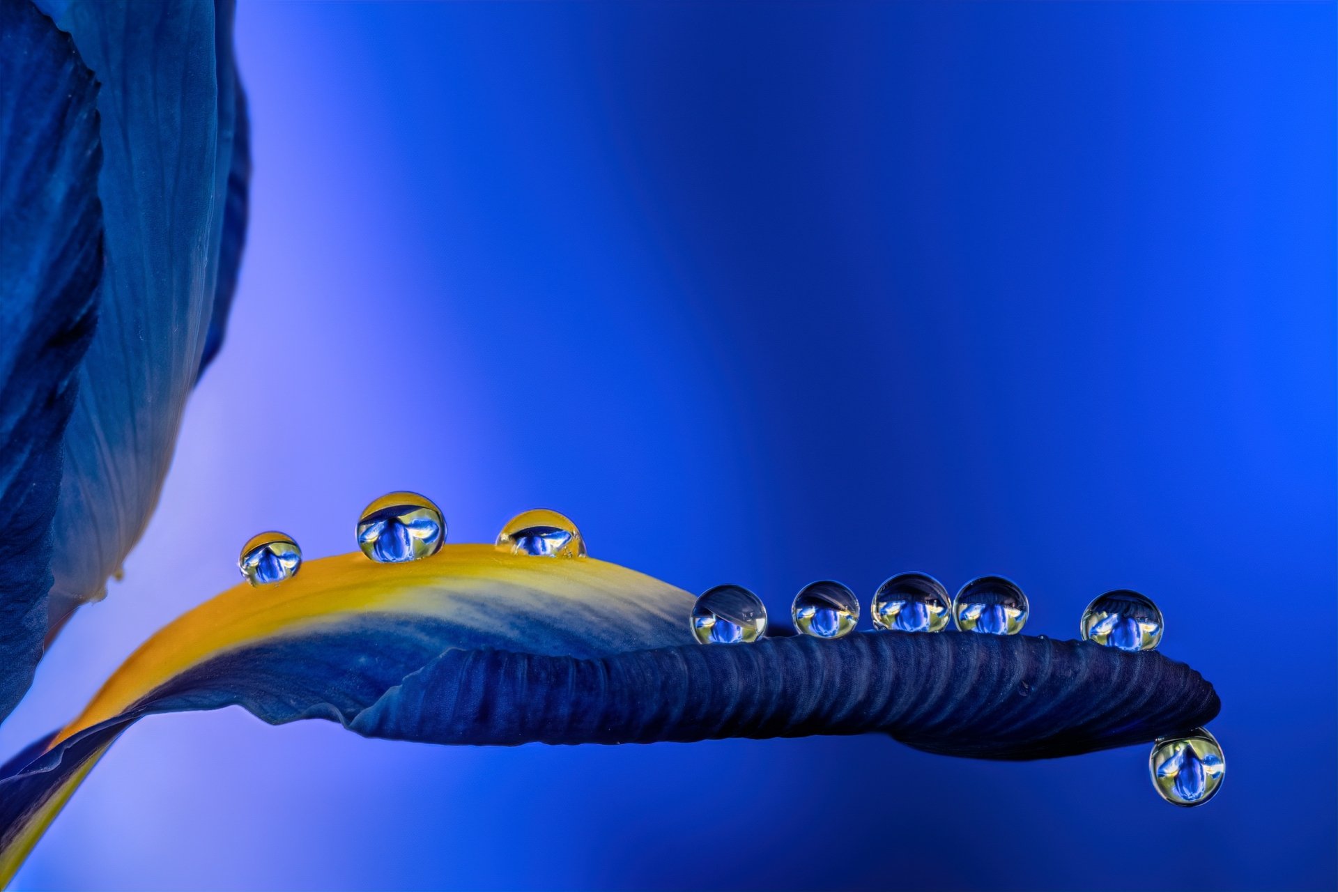 Macro close-up of water drops lined on a leaf against a vivid blue nature scene, HD PC desktop wallpaper and background.