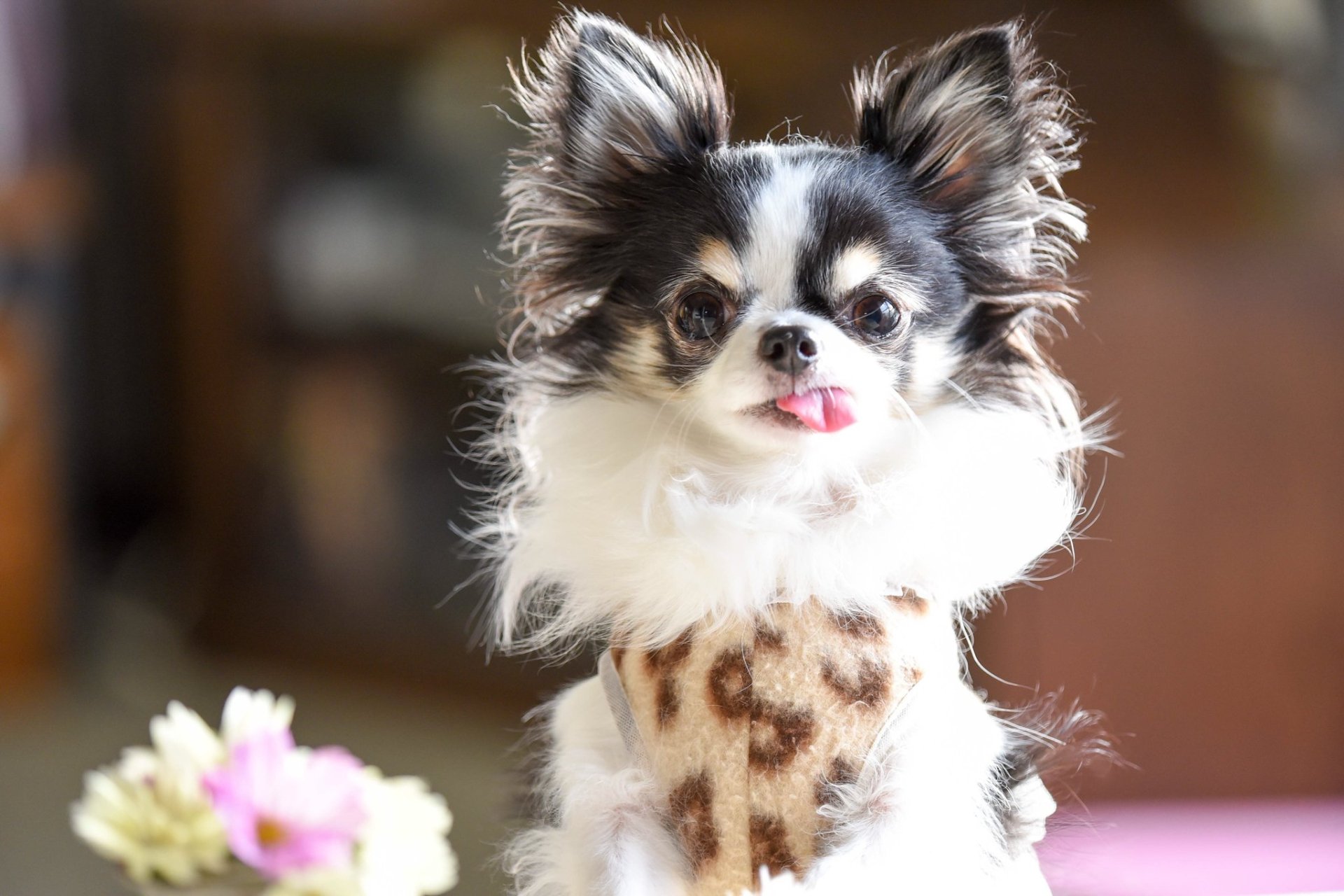 Download Cute Dog Animal Chihuahua HD Wallpaper