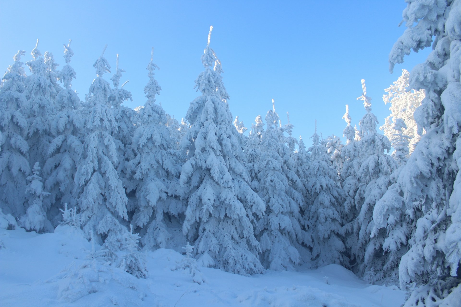 5K Ultra HD PC desktop wallpaper: snow-covered spruce forest in winter, tall conifers blanketed in powder beneath a crisp blue sky