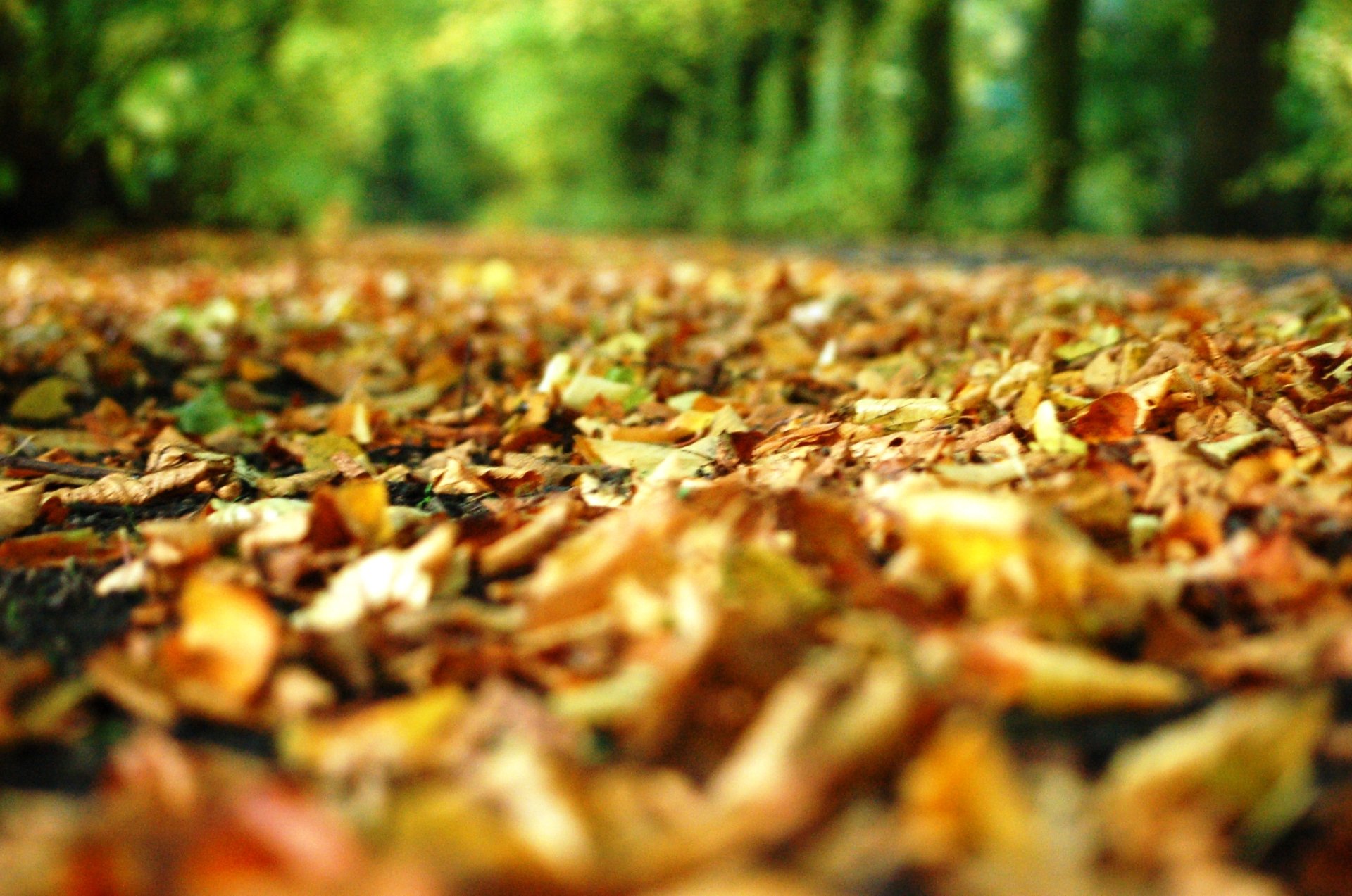 Download Fall Nature Leaf Close Up HD Wallpaper