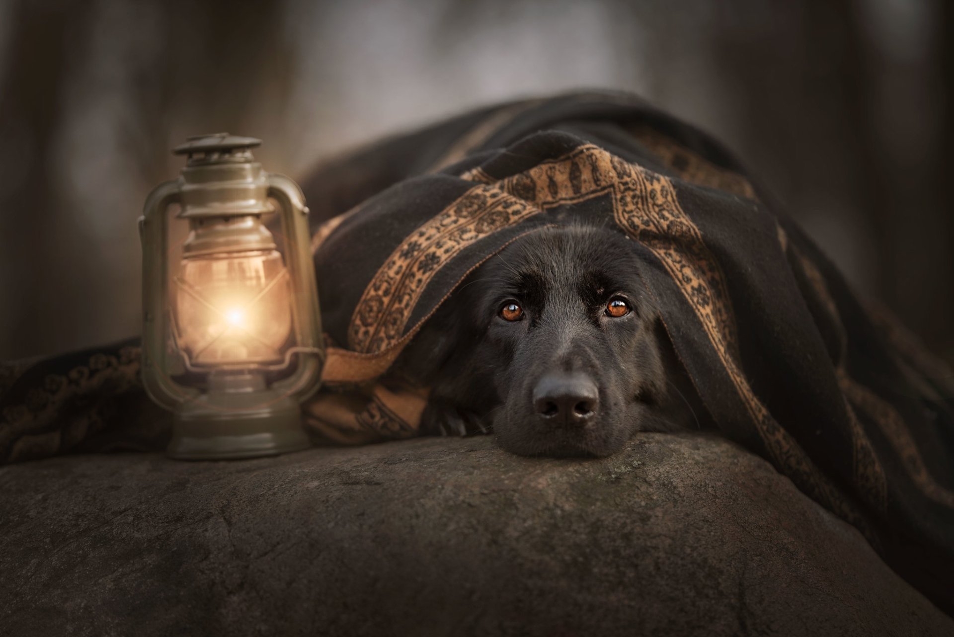 Black dog with an intense stare peeks from under a blanket beside a glowing lantern — atmospheric animal portrait, HD PC desktop wallpaper background.