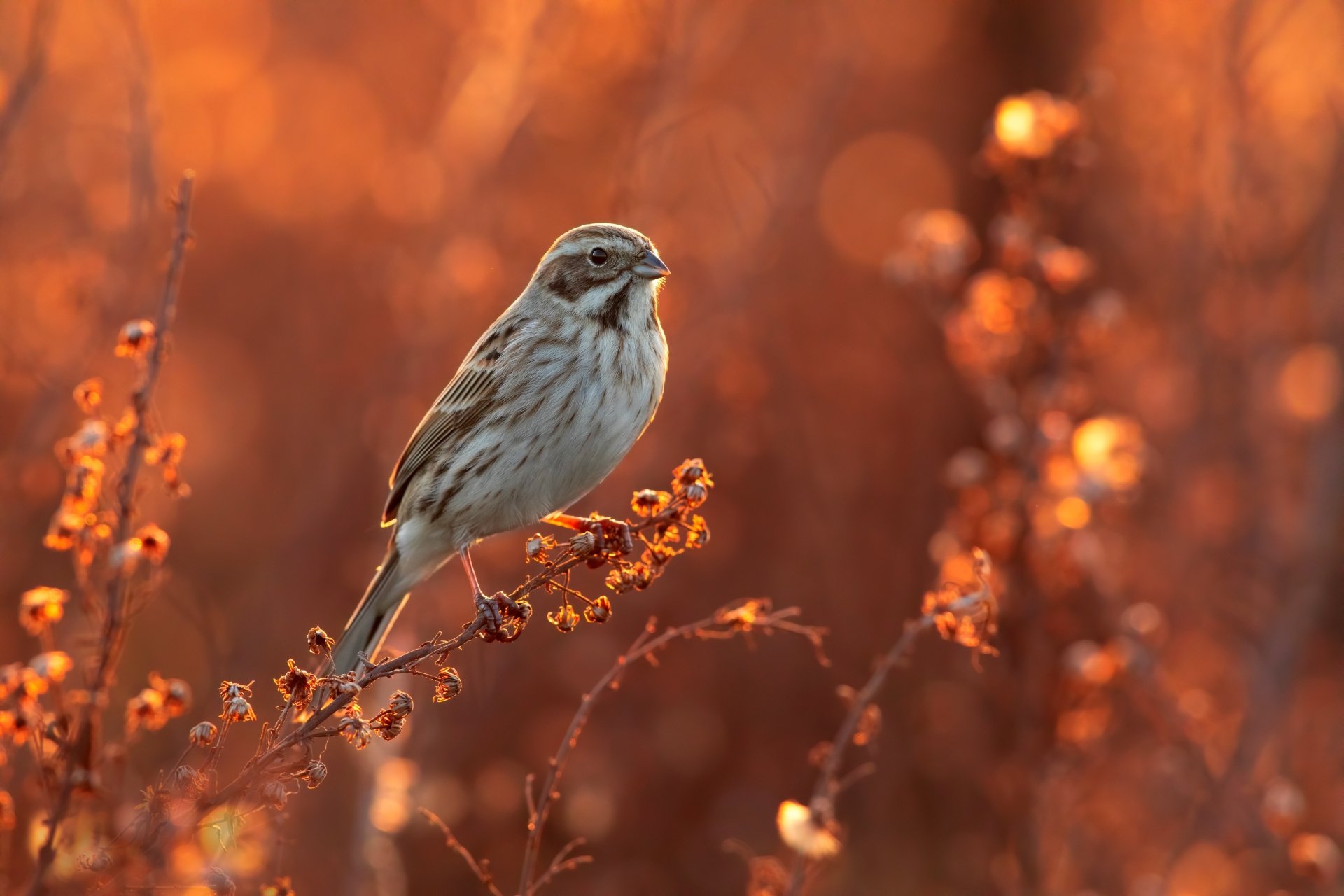 Download Bird Animal Bunting 4k Ultra HD Wallpaper