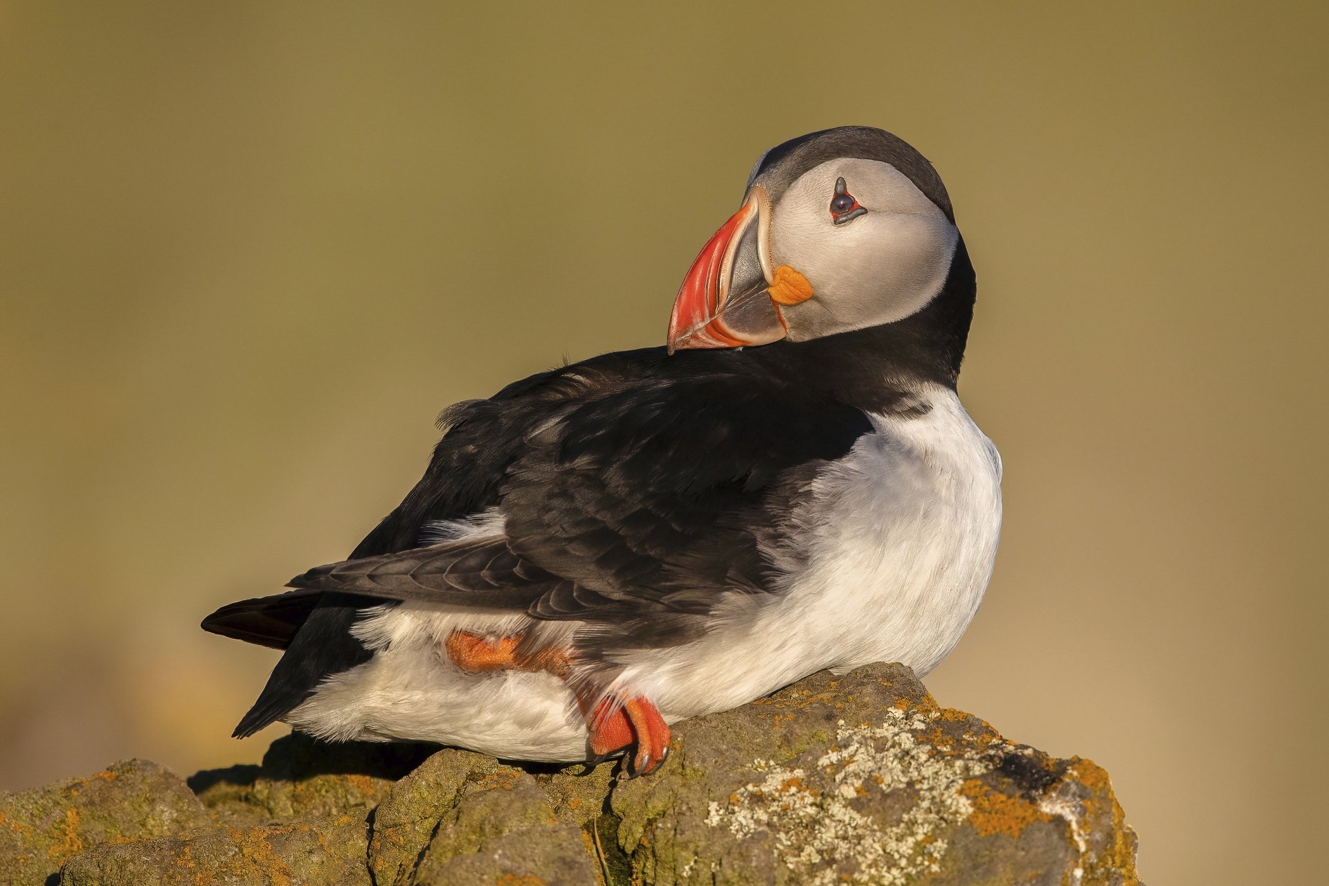 Download Bird Animal Puffin HD Wallpaper | 3072x2048 | Wallpaper Abyss