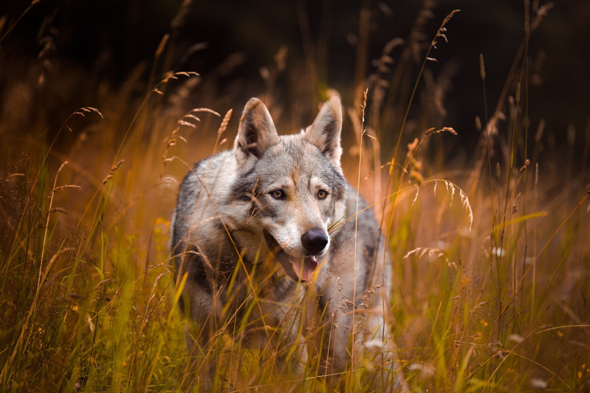 Download Wolf Animal Wolfdog HD Wallpaper