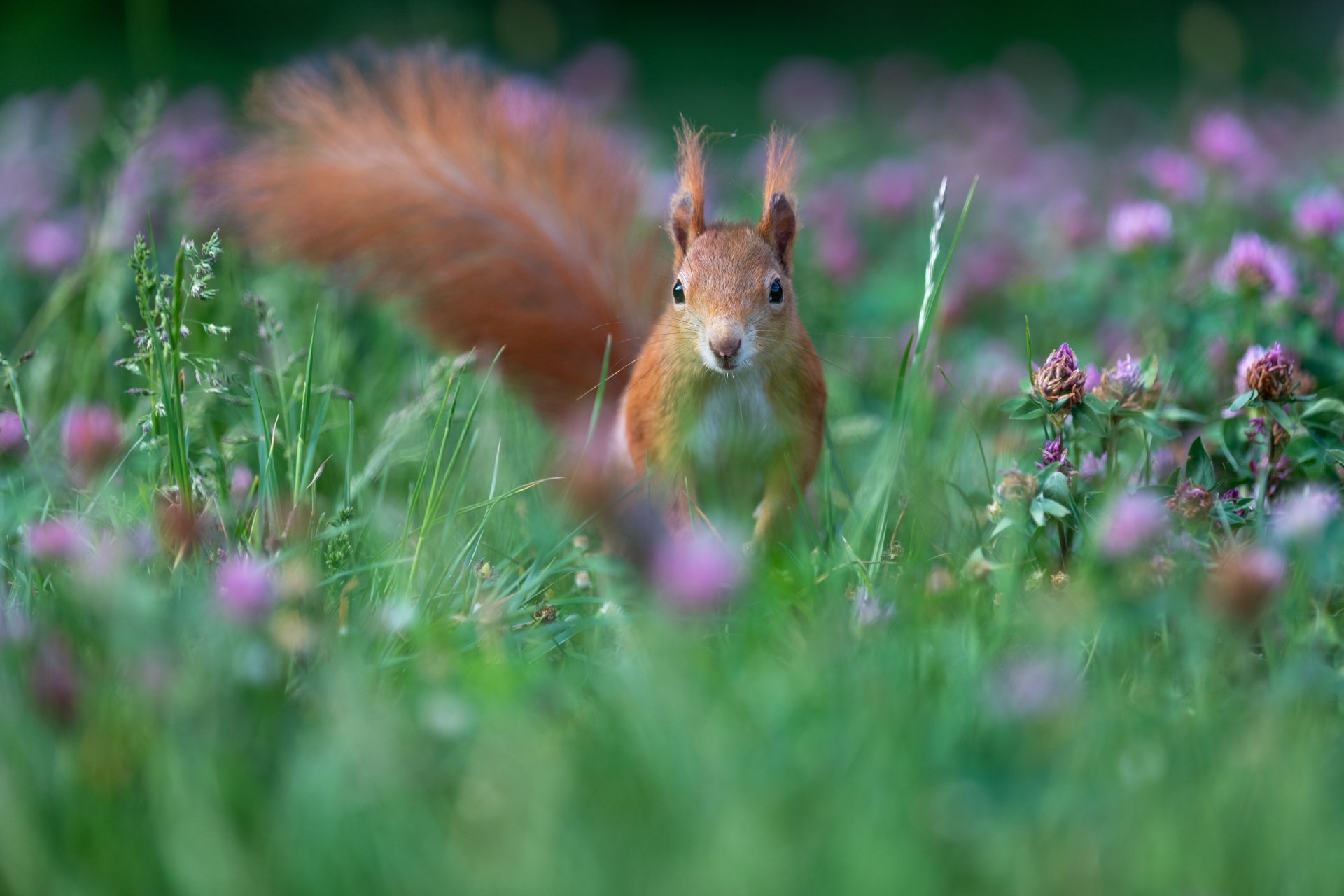 Download Rodent Animal Squirrel 4k Ultra HD Wallpaper