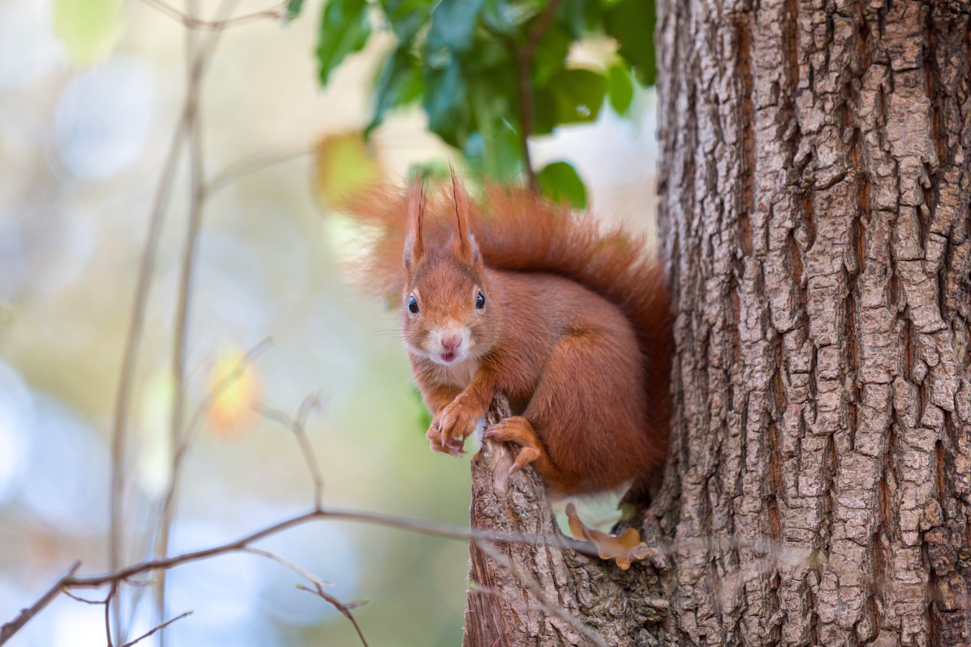 Download Rodent Animal Squirrel 4k Ultra HD Wallpaper