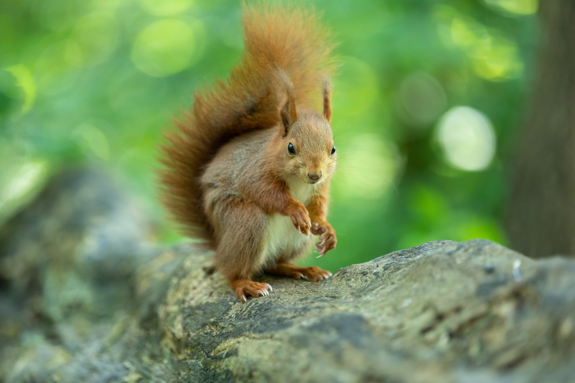 Download Rodent Animal Squirrel 4k Ultra HD Wallpaper