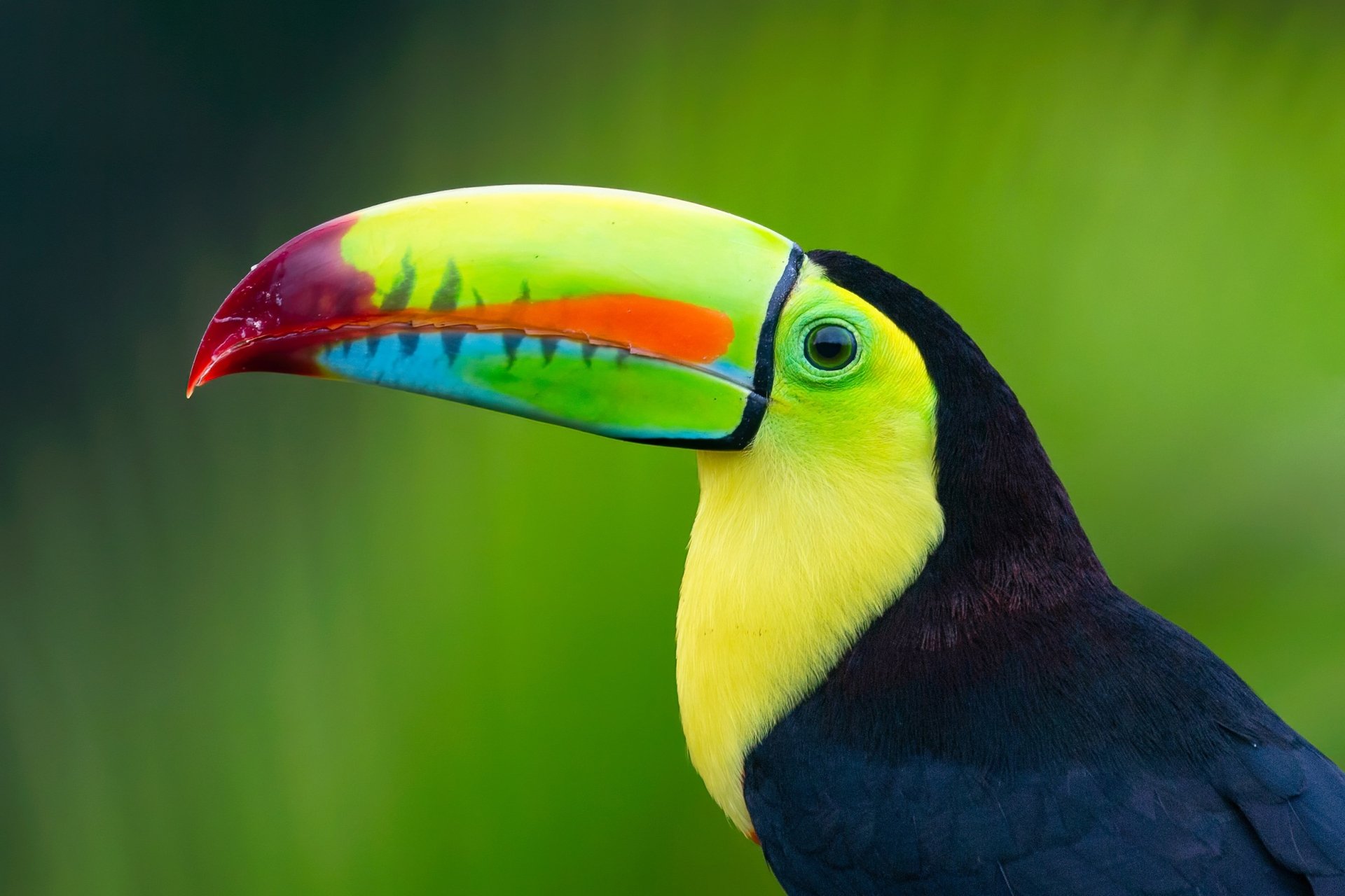 Download Bird Animal Toucan HD Wallpaper