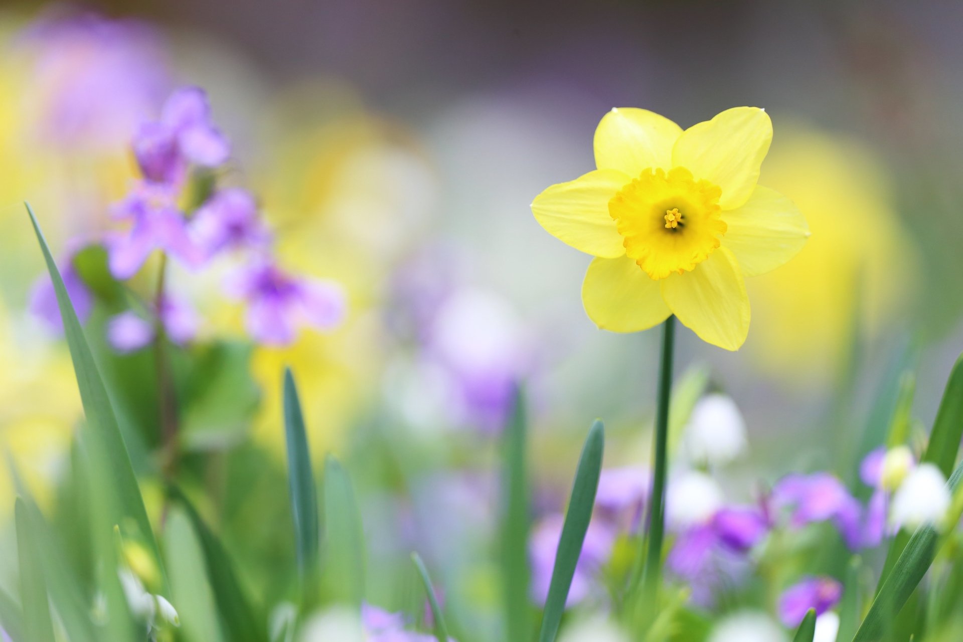 Nature Daffodil HD Wallpaper