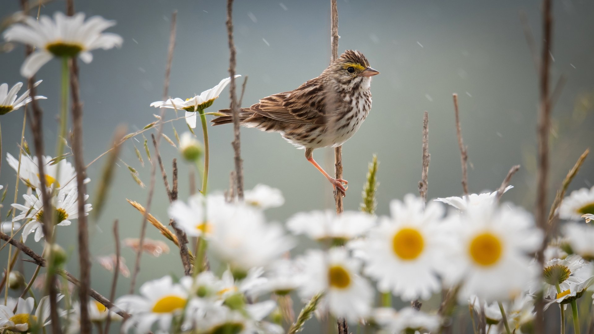 Download White Flower Chamomile Bird Flower Animal Nightingale 4k Ultra