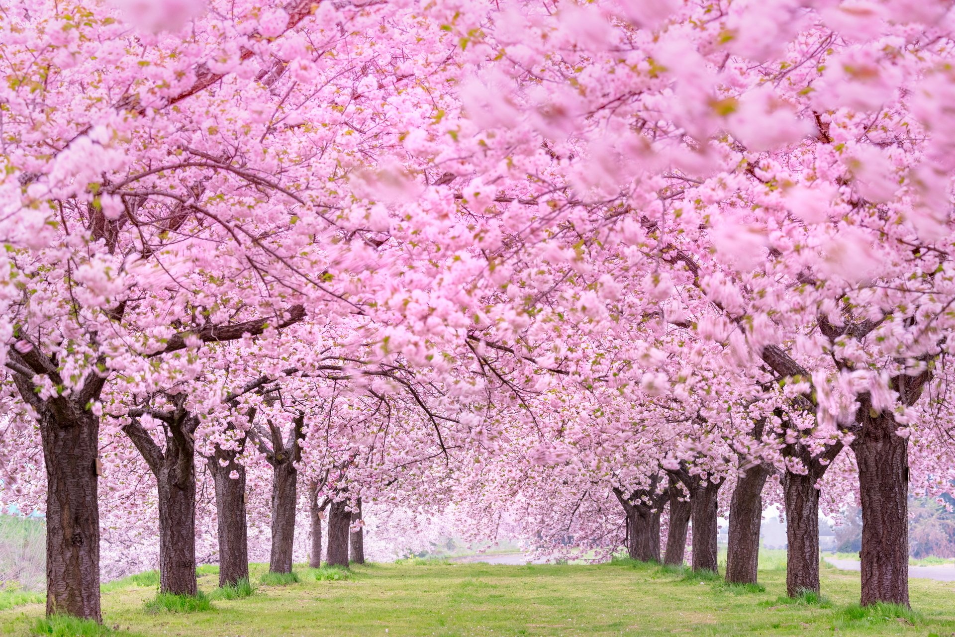 Nature Sakura HD Wallpaper