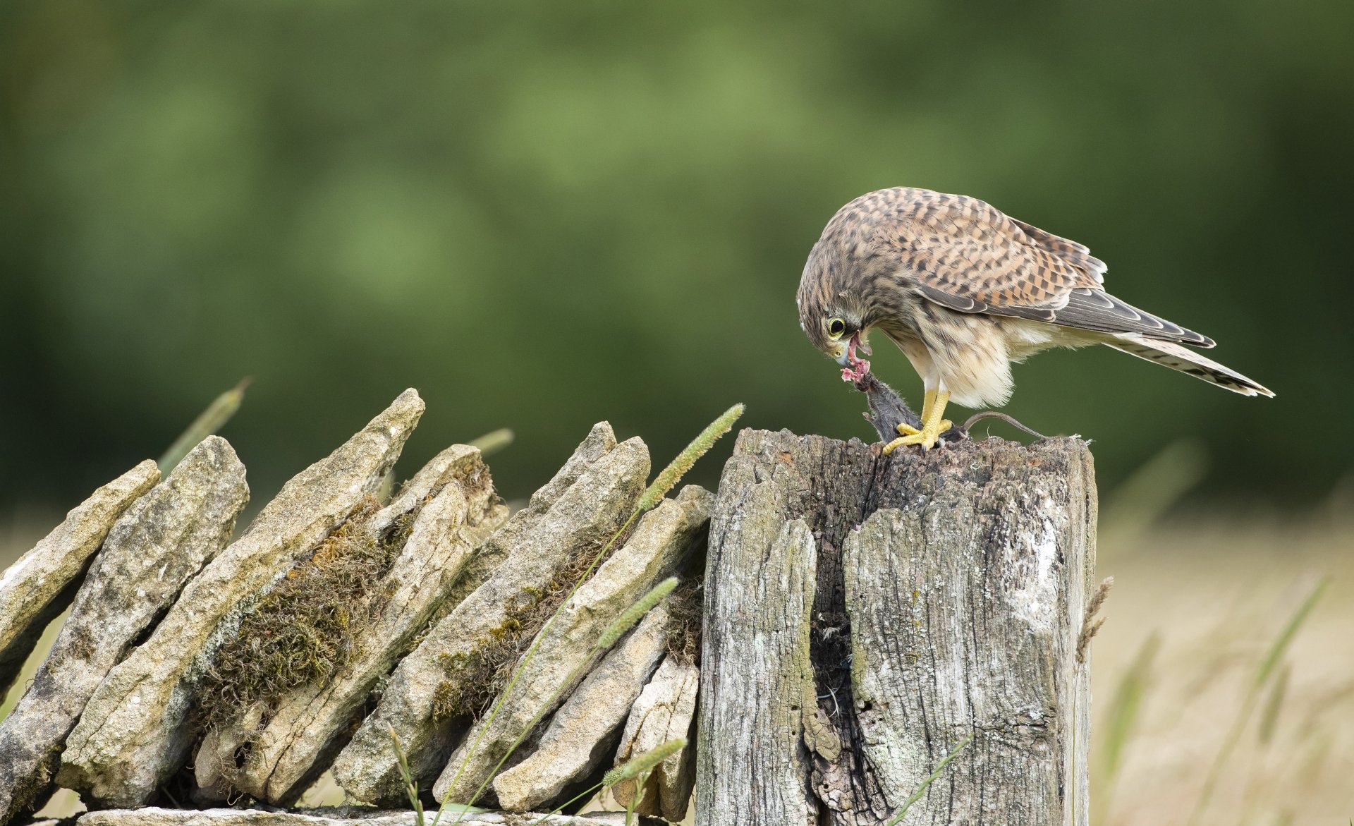 Download Animal Kestrel 4k Ultra HD Wallpaper