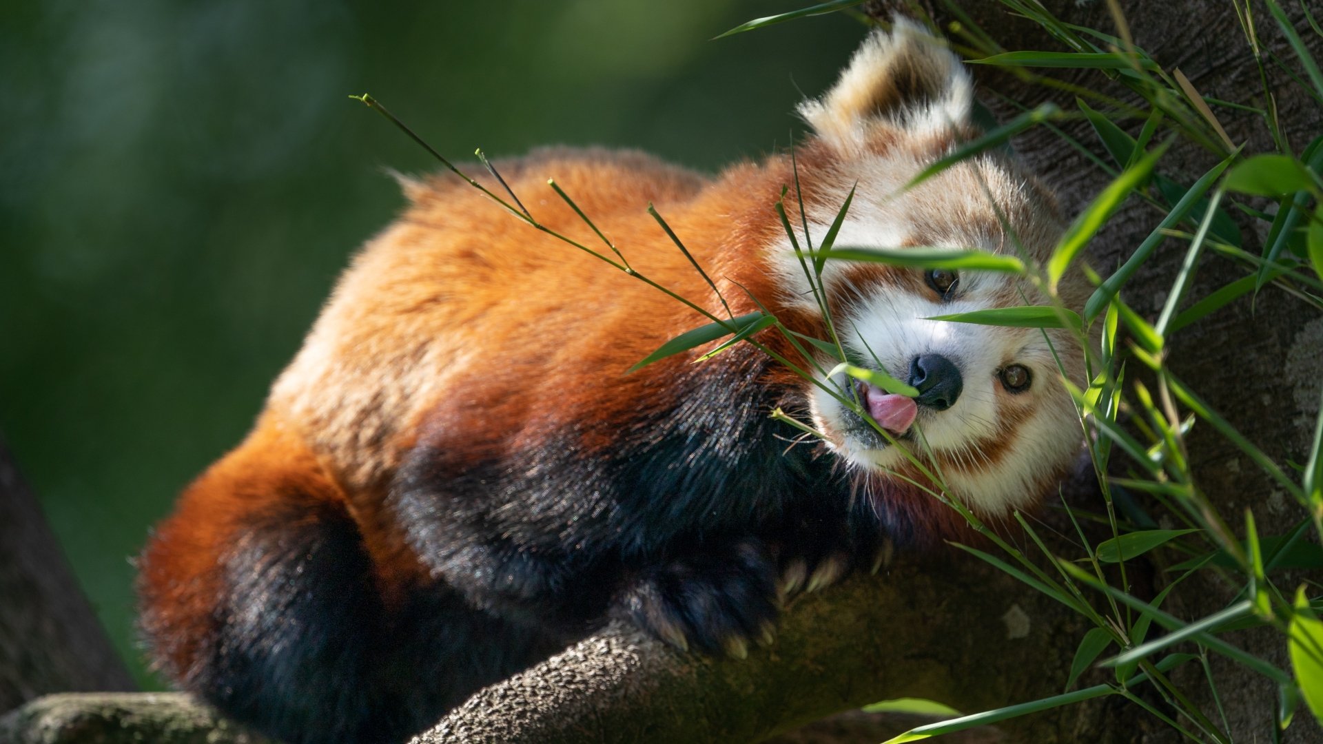 Download Animal Red Panda 4k Ultra HD Wallpaper