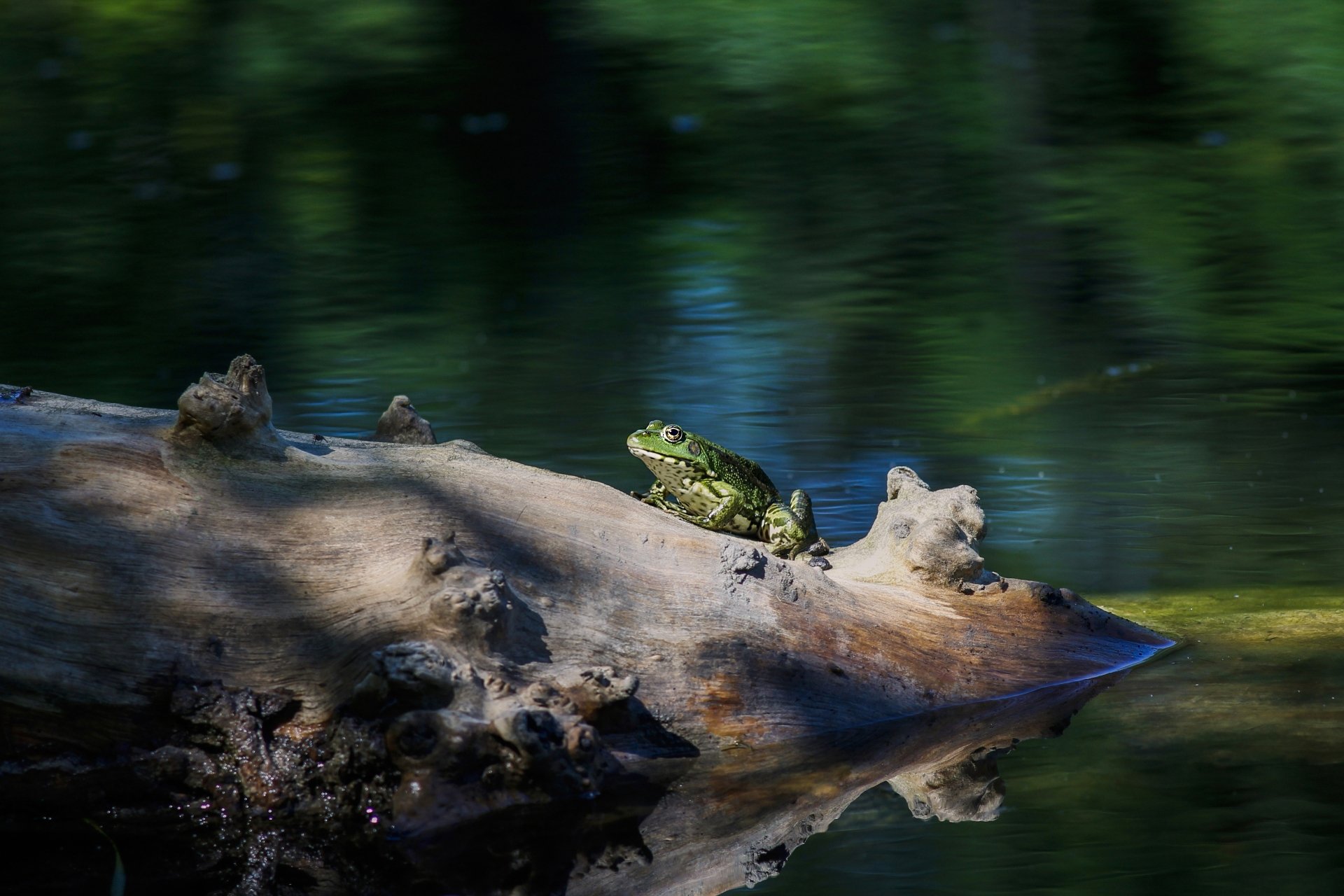 Frog 4k Ultra HD Wallpaper | Background Image | 4272x2848 | ID:1093802