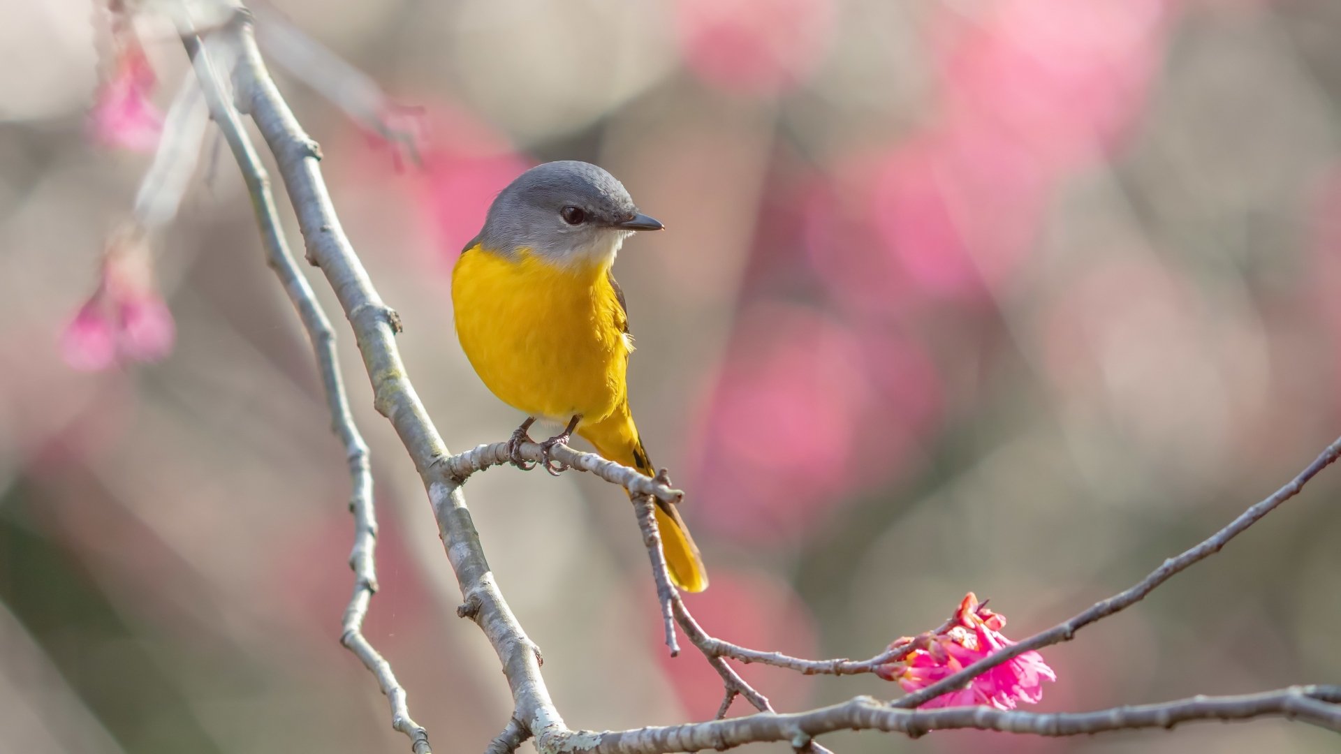 Download Animal Minivet 4k Ultra HD Wallpaper