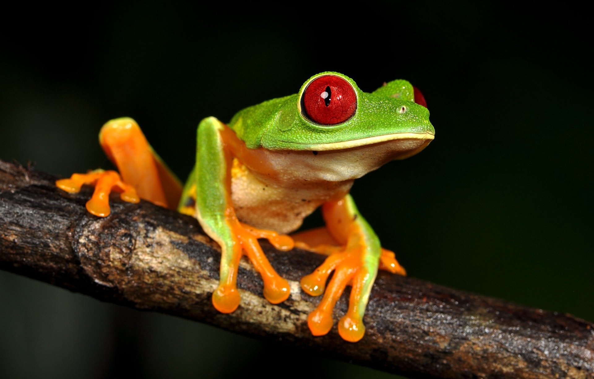 Download Amphibian Tree Frog Frog Animal Red-eyed Tree Frog HD Wallpaper