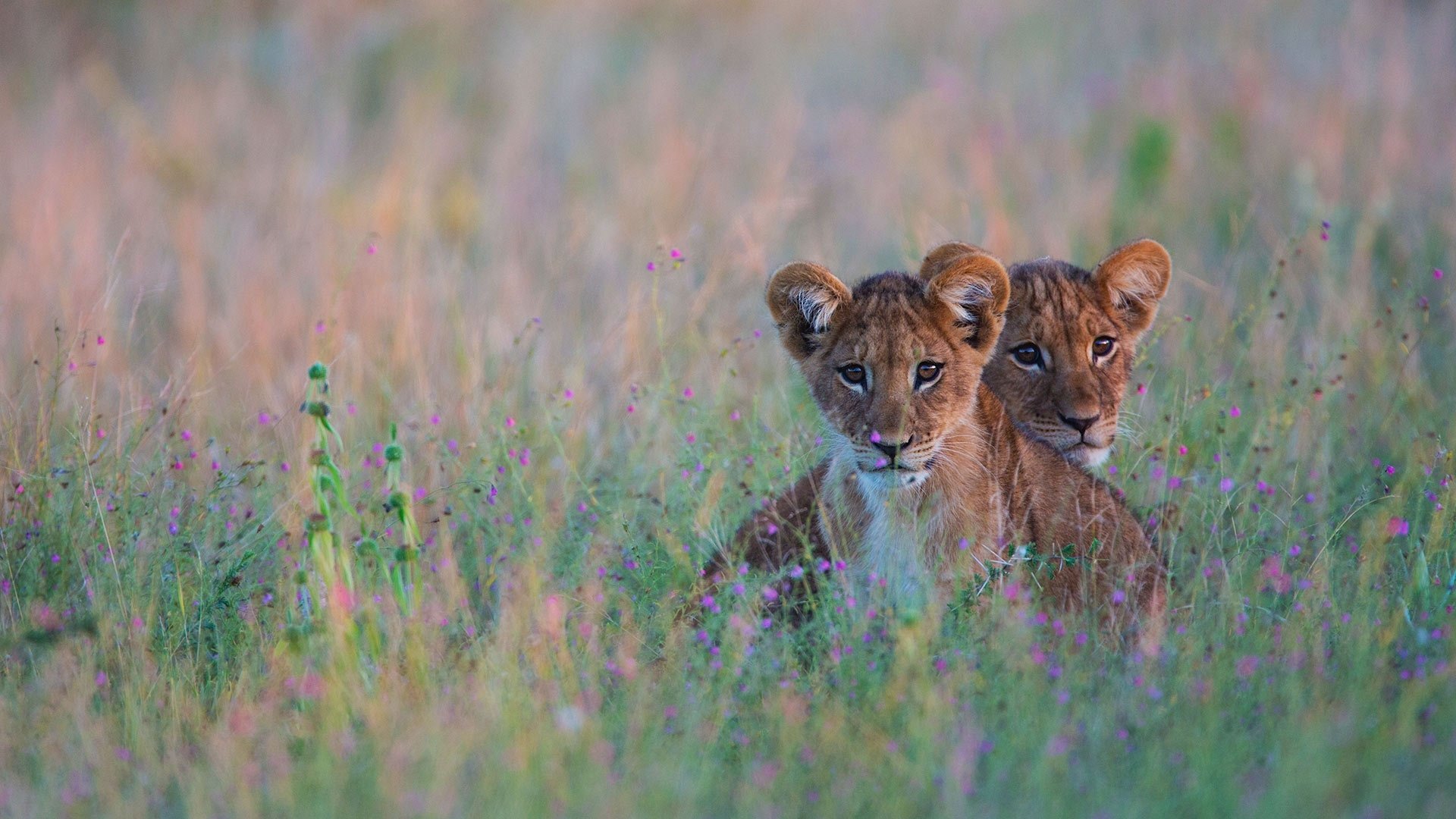 Two lion cubs nestled in tall, flowering grass at dawn — HD PC desktop wallpaper and background.