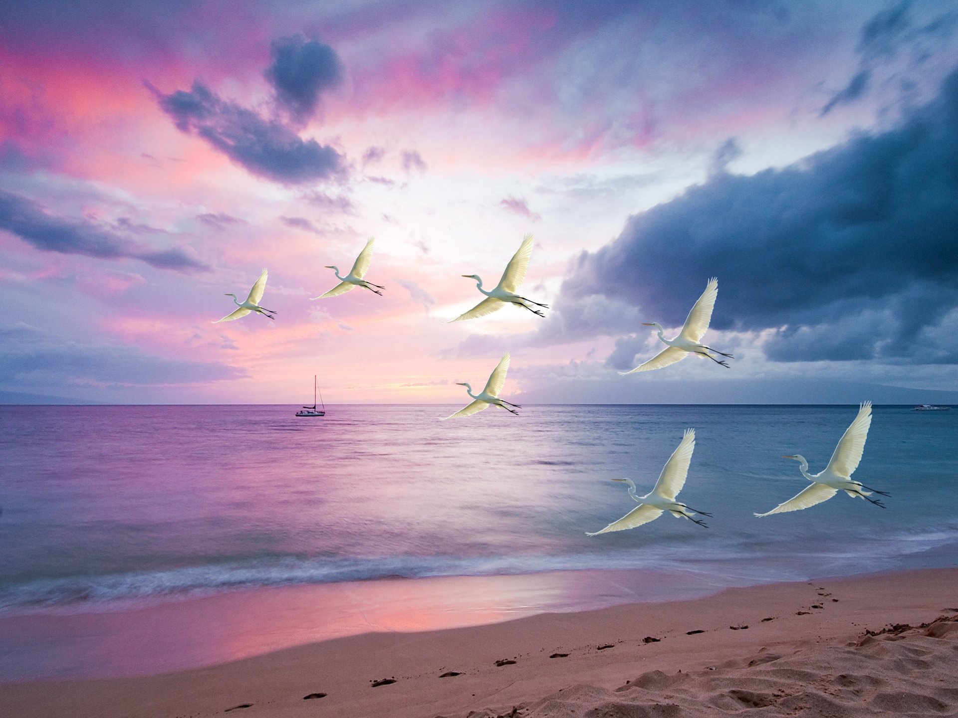 Download Sea Sunset Beach Flying Bird Animal Egret 4k Ultra HD Wallpaper