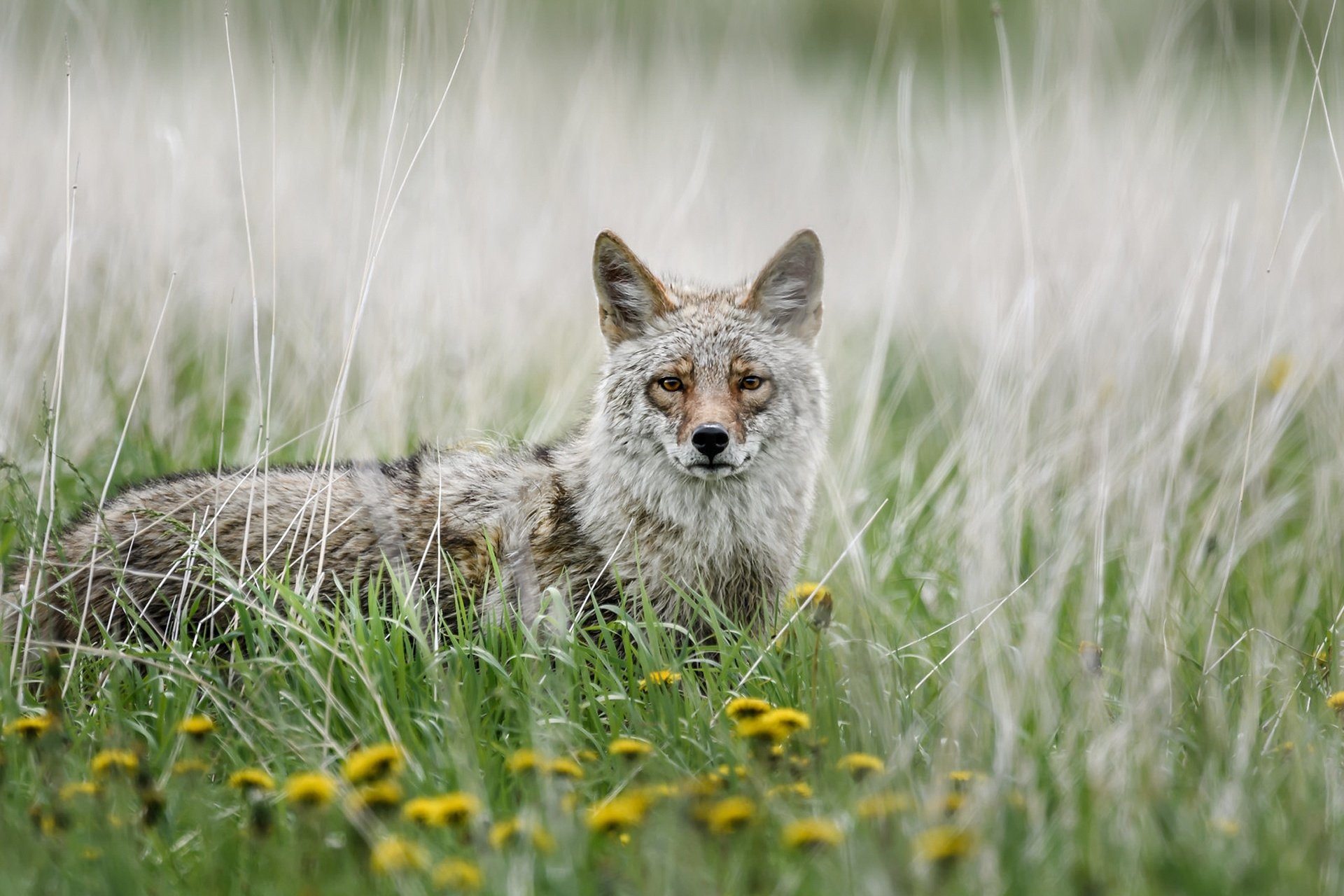 Download Dandelion Animal Coyote HD Wallpaper