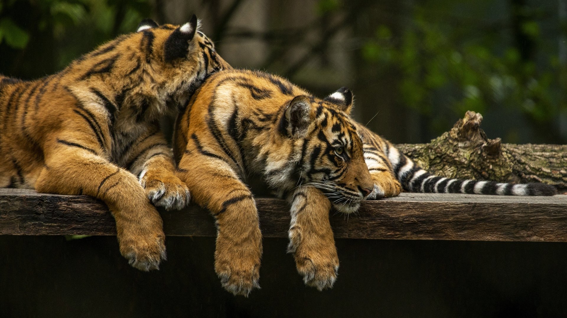 Download Animal Tiger 4k Ultra HD Wallpaper