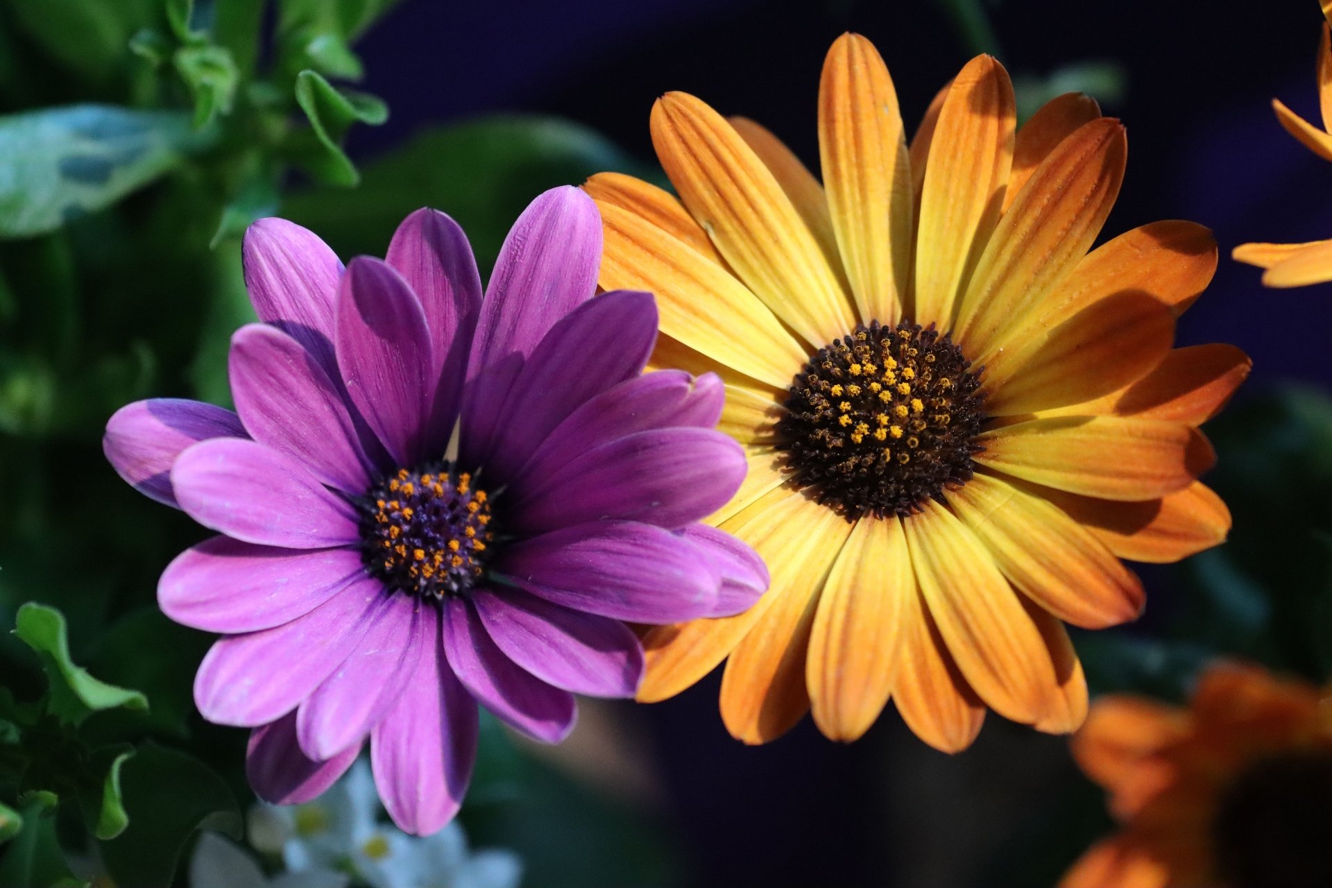 Close-up of two osteospermum daisy flowers, one purple and one golden, against lush green foliage — 4K Ultra HD PC desktop wallpaper and background.