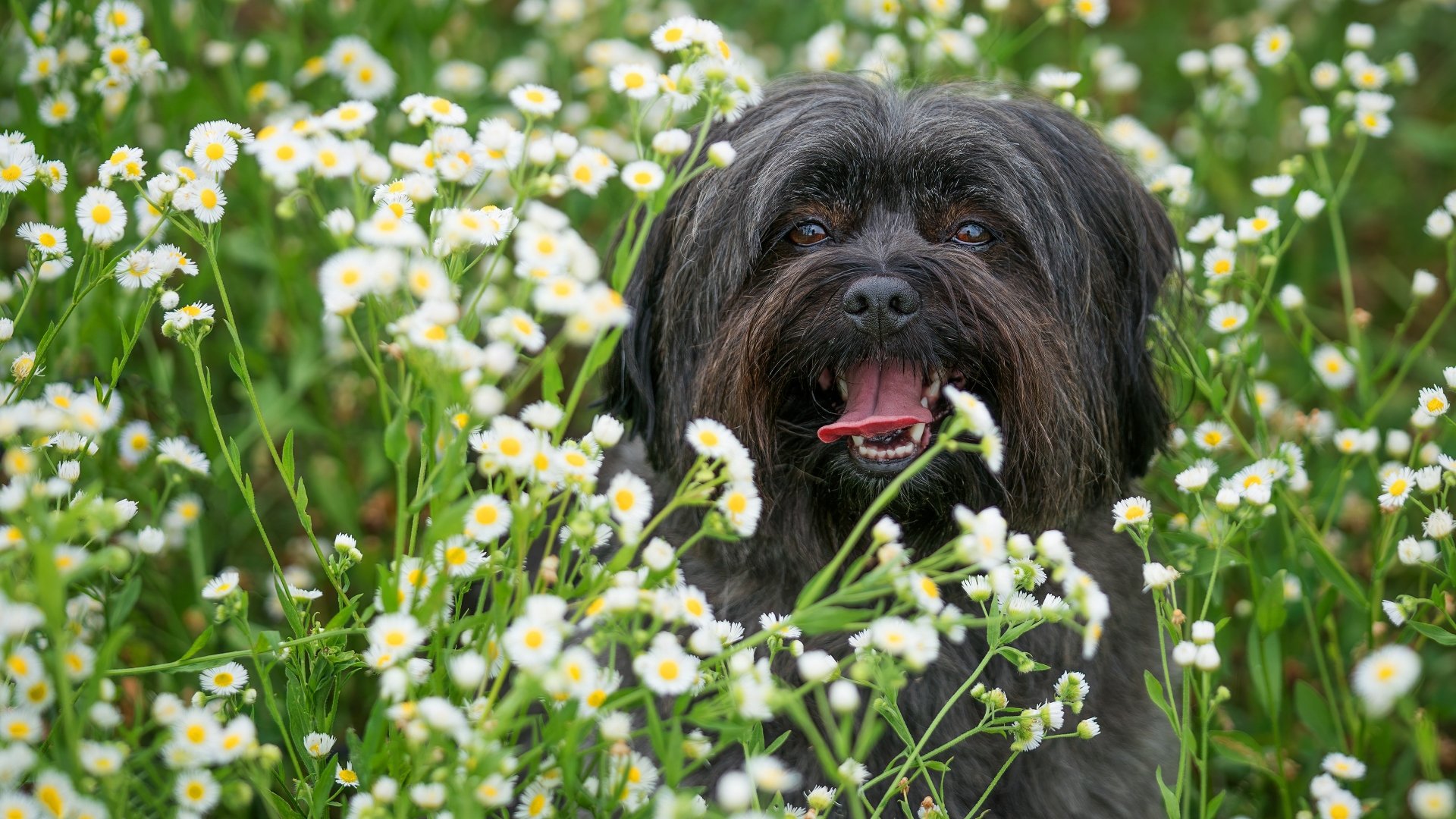 Download Flower Animal Dog Black Dog 4k Ultra HD Wallpaper